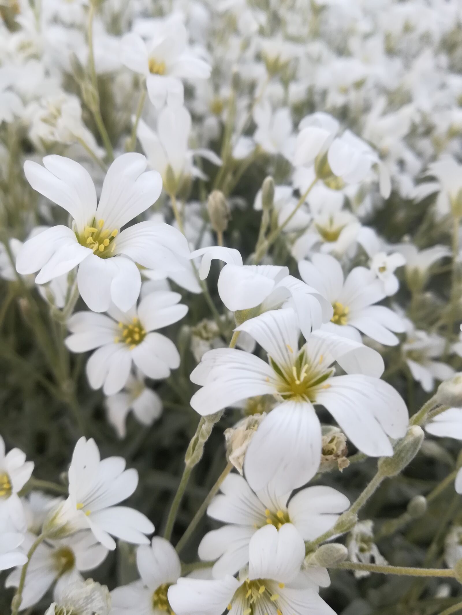 HUAWEI P10 lite sample photo. White flowers, garden photography