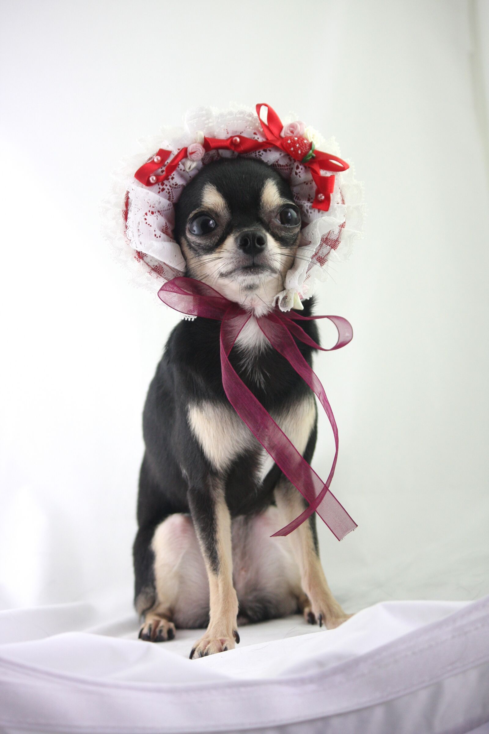 Canon EOS 40D sample photo. Dog, chihuahua, small dogs photography