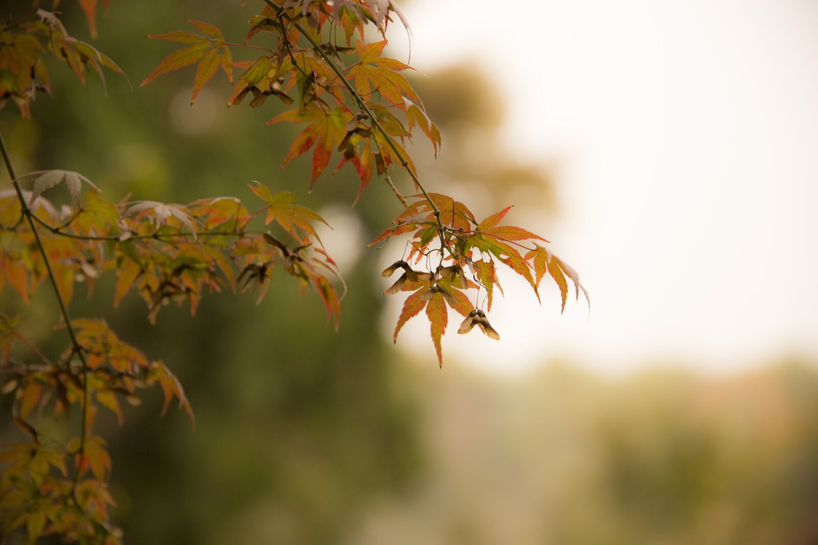 Canon EOS 5D Mark III sample photo. In autumn, autumn, west photography