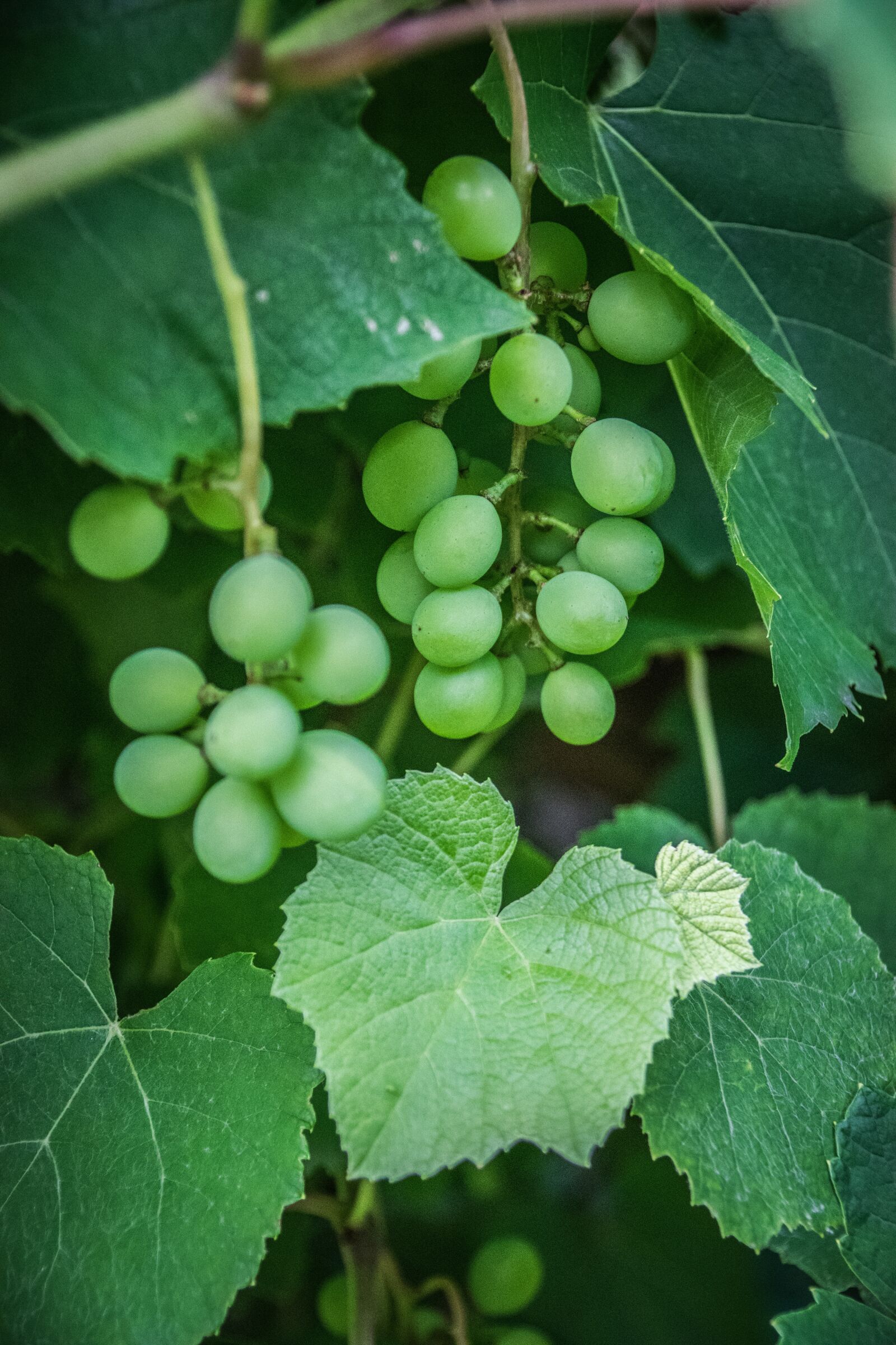 Nikon D5300 sample photo. Grape, wine, the grapes photography