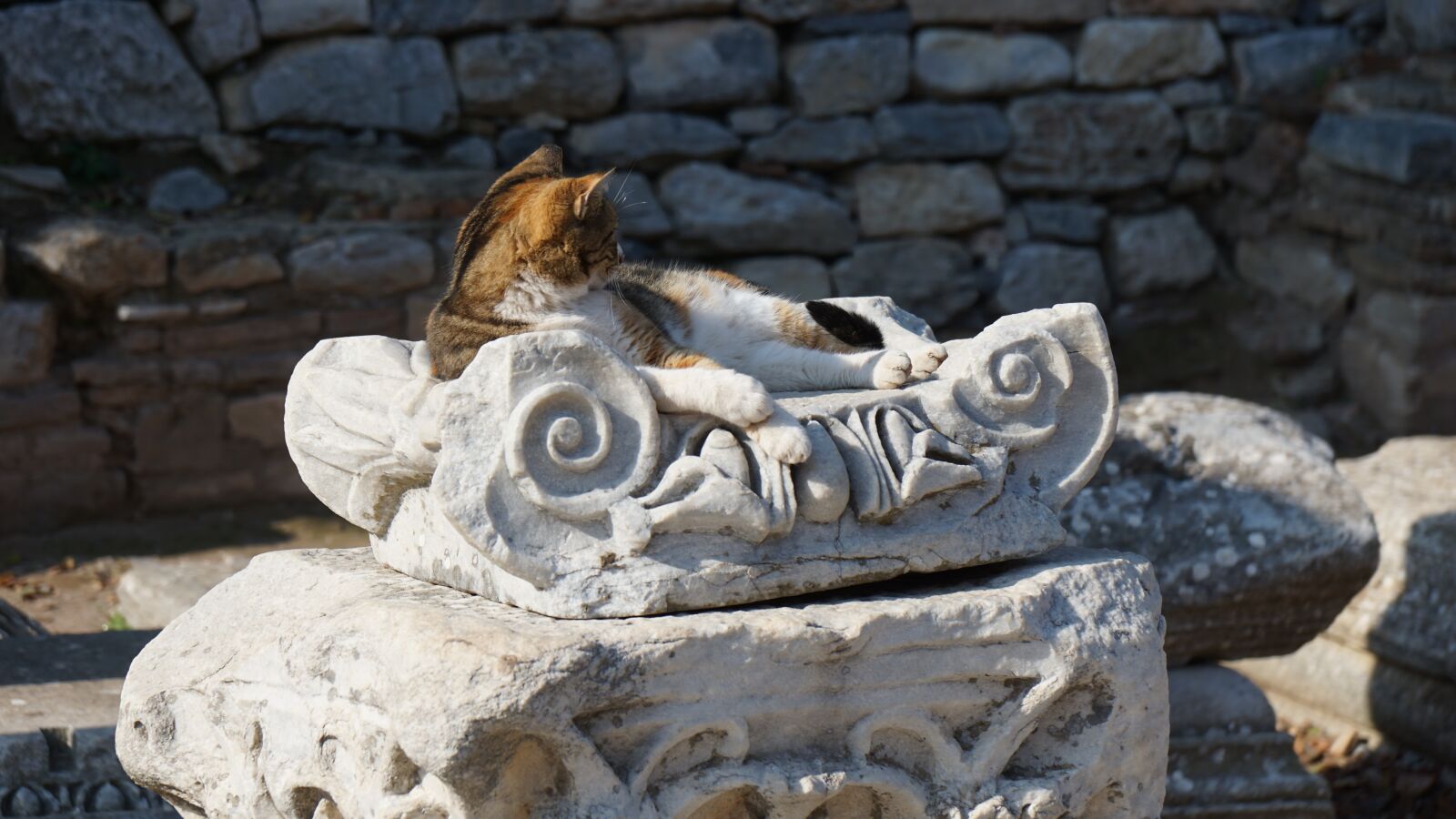 Sony a6000 + Sony Vario-Tessar T* E 16-70mm F4 ZA OSS sample photo. Cat, turkey, hilt photography