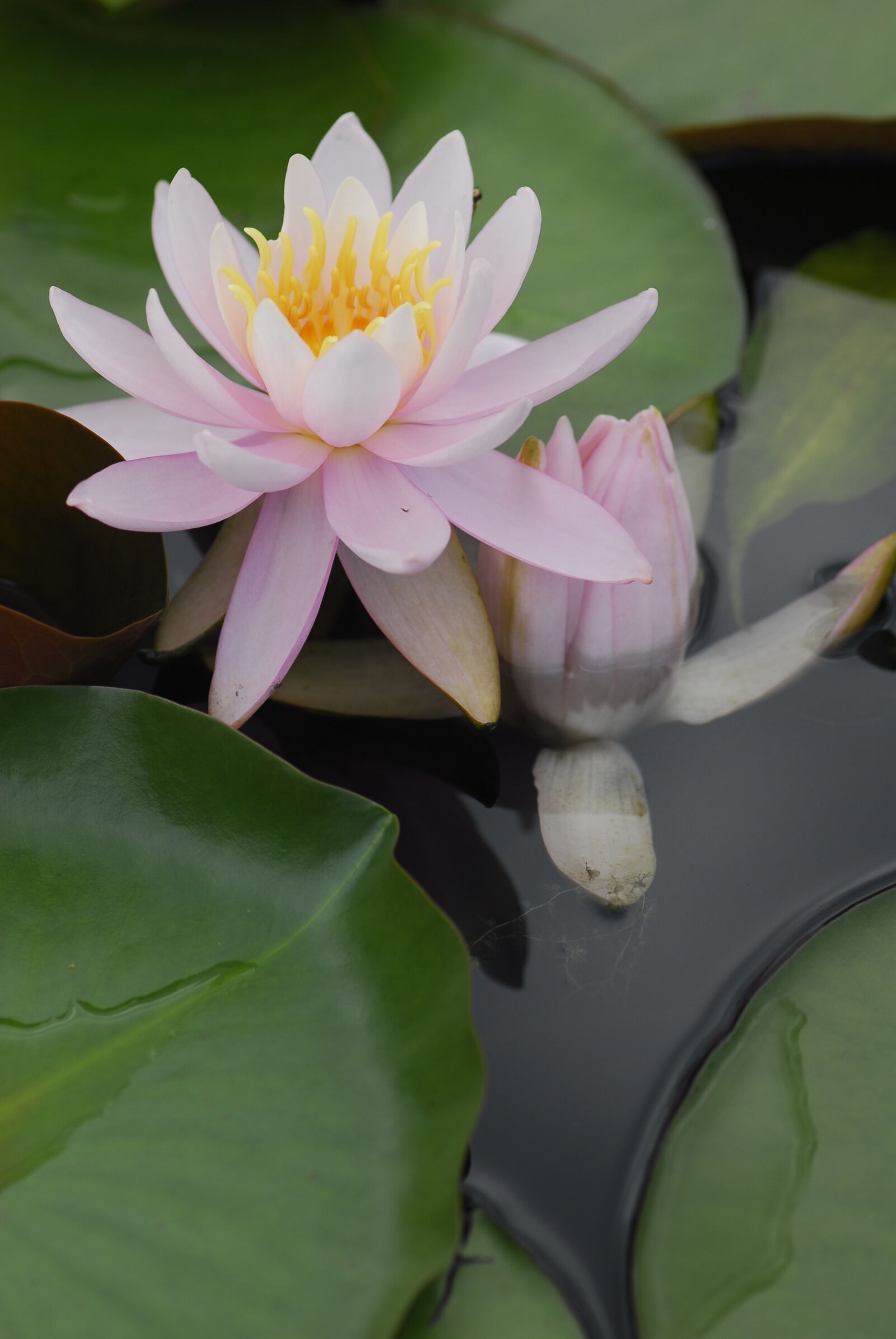 Nikon D200 sample photo. Flower, plant, flowers photography