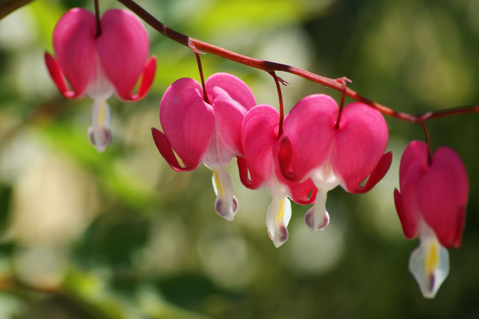 Sony Alpha DSLR-A350 sample photo. Bleeding heart, pink, flower photography