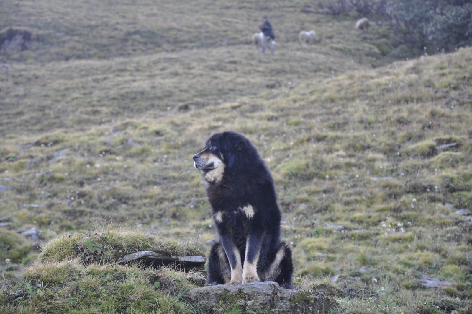 Nikon D90 sample photo. Himalayan, mountain, dog photography