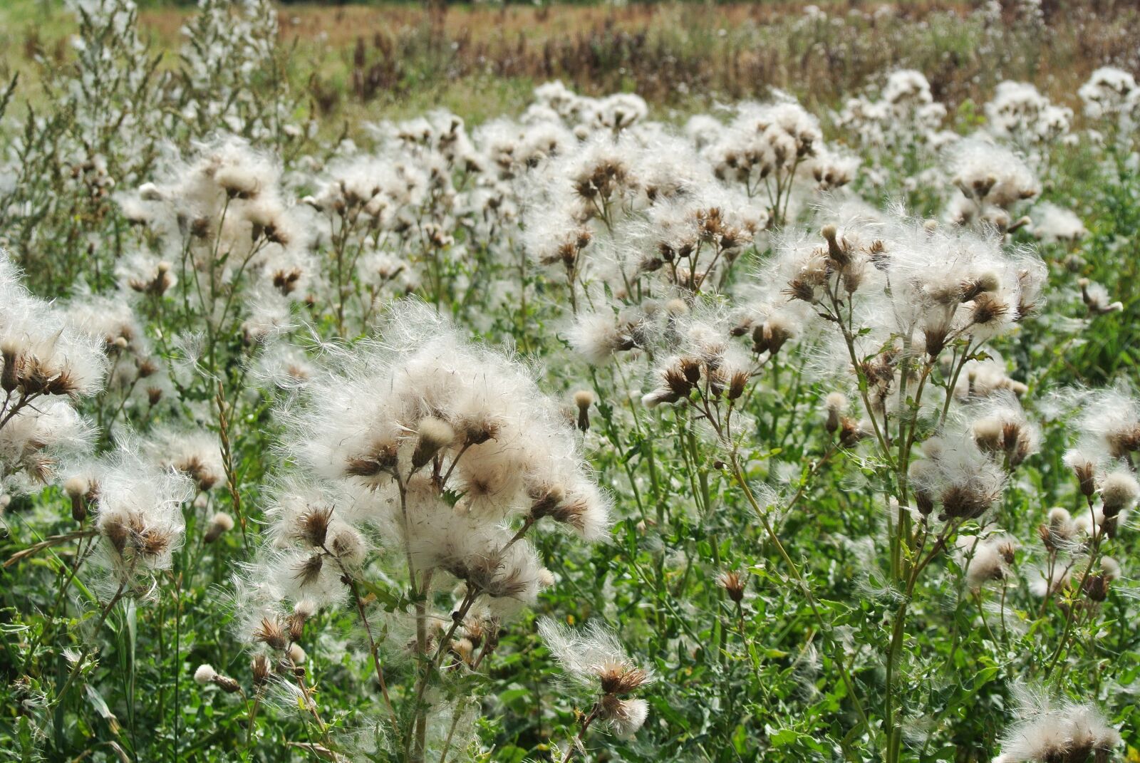 Nikon 1 Nikkor VR 10-30mm F3.5-5.6 sample photo. Nature, withered, flowers photography