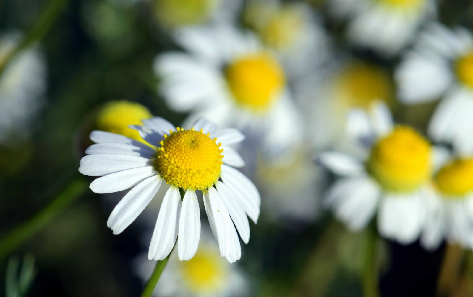 Nikon D3300 sample photo. Flower, summer, leaf, nature photography