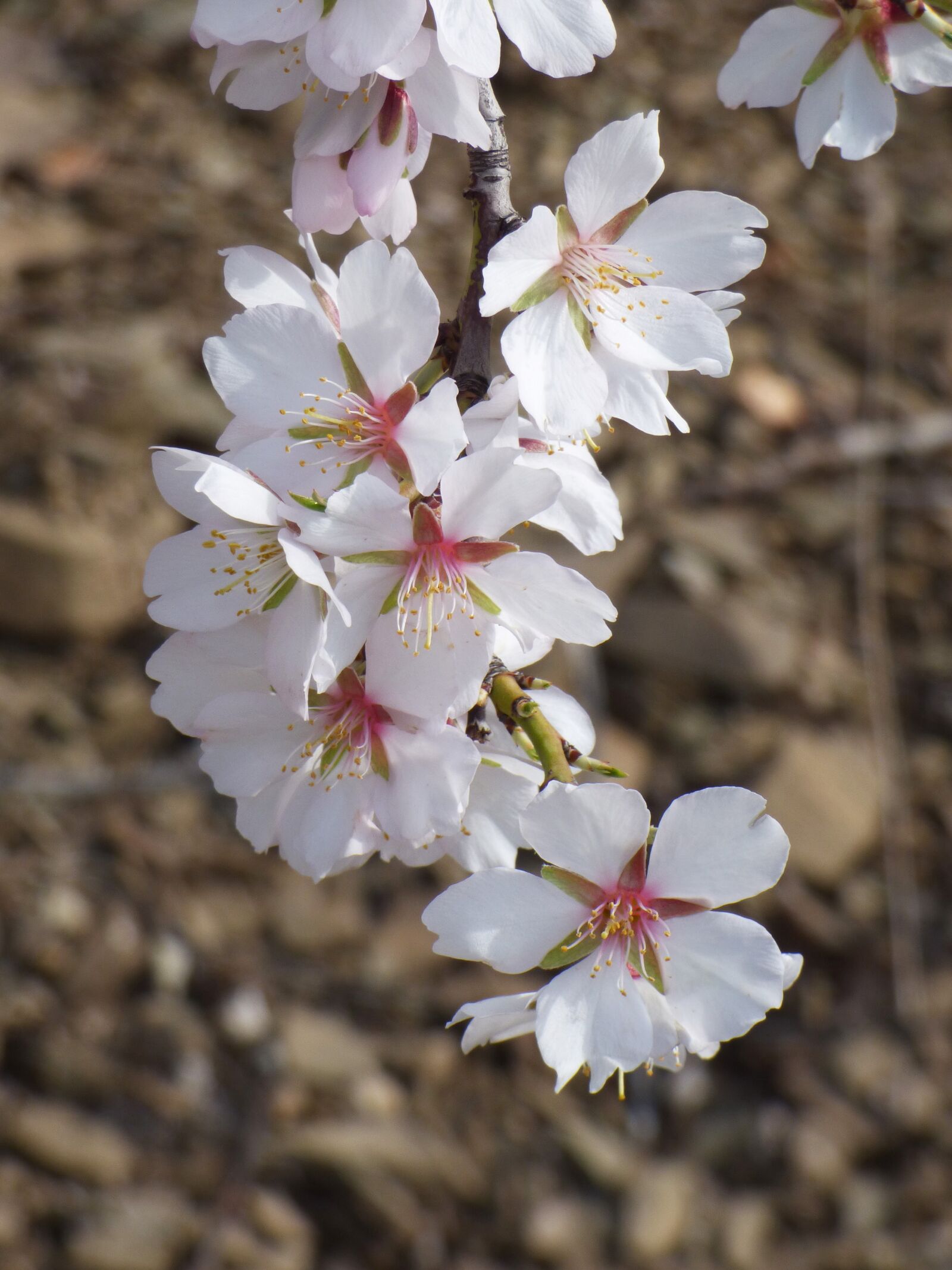 Panasonic Lumix DMC-FZ70 sample photo. Flower, almond tree, almond photography