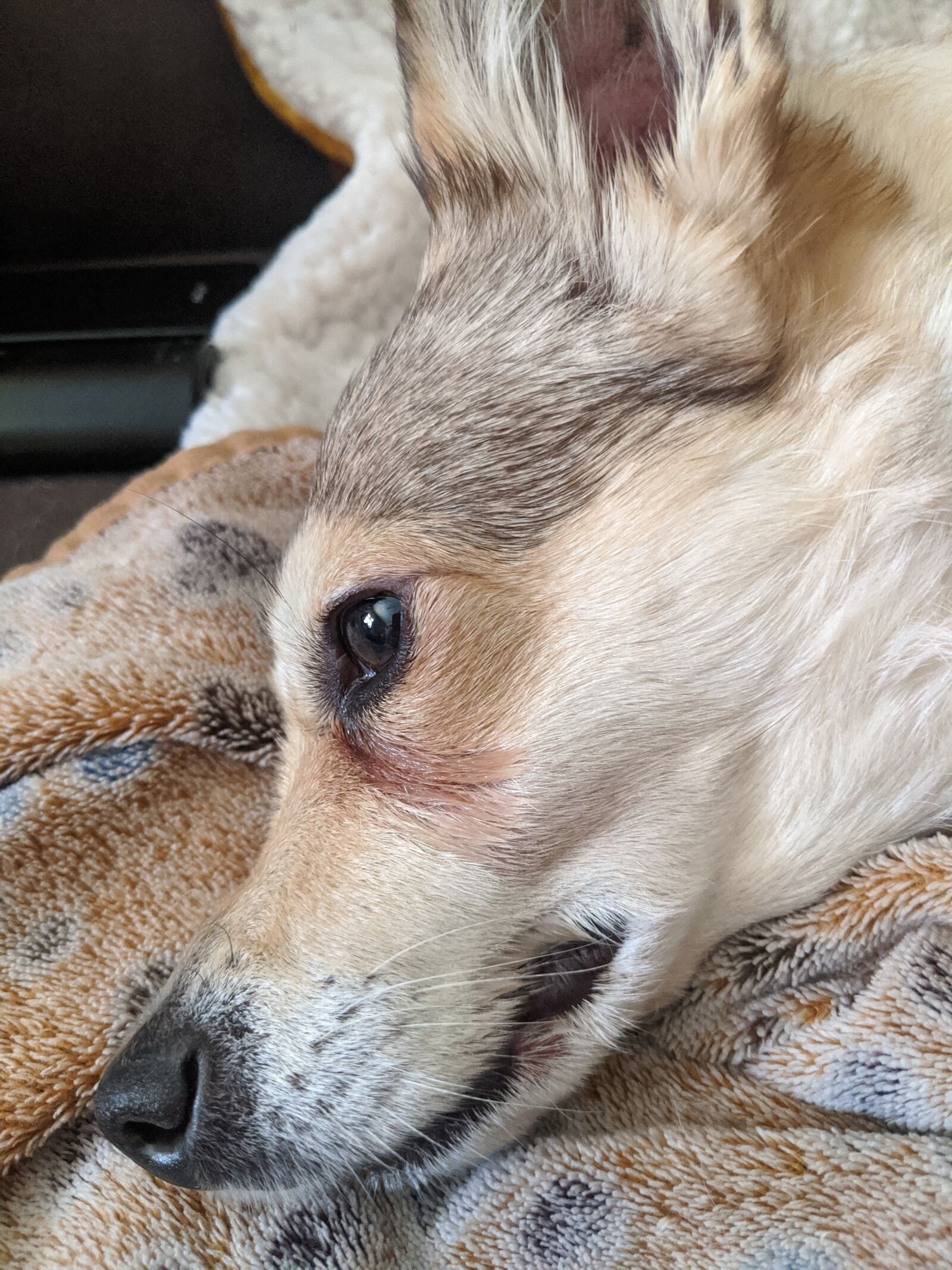 Google Pixel 2 XL sample photo. Dogs, pet, animal photography