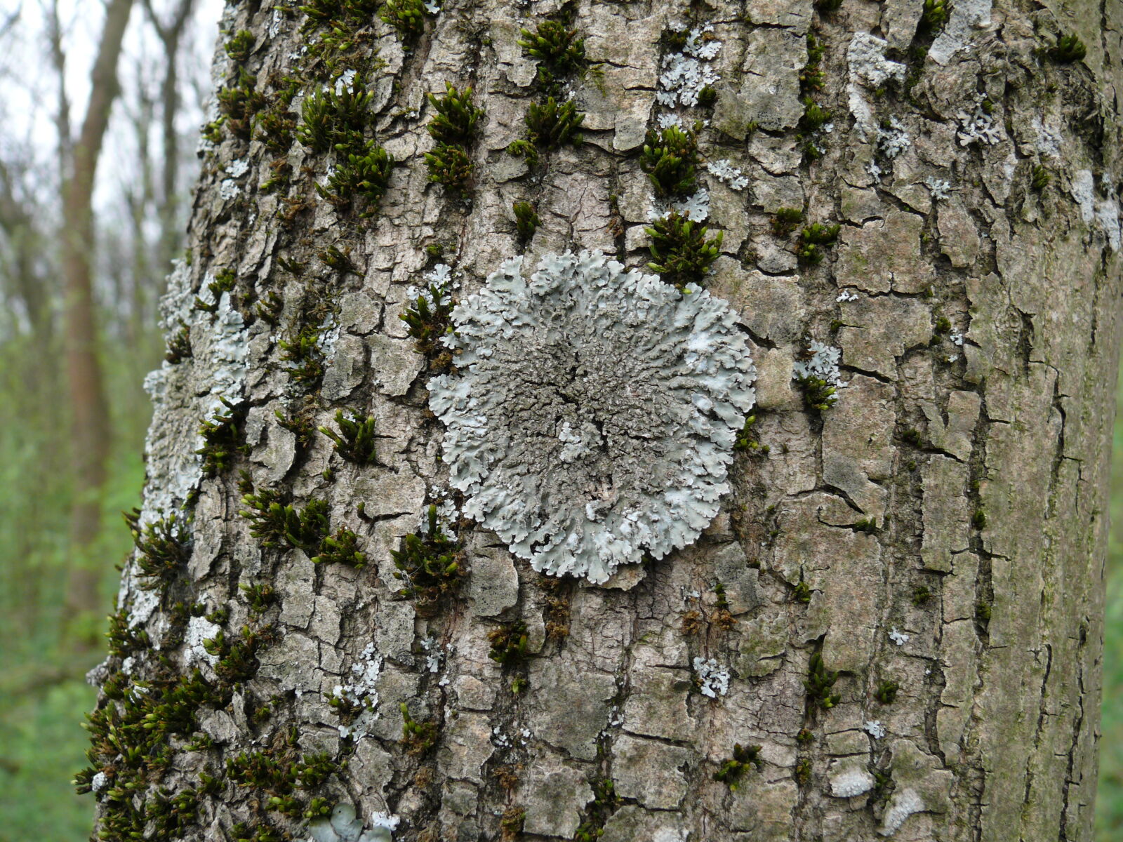Panasonic DMC-FZ50 sample photo. Tree photography