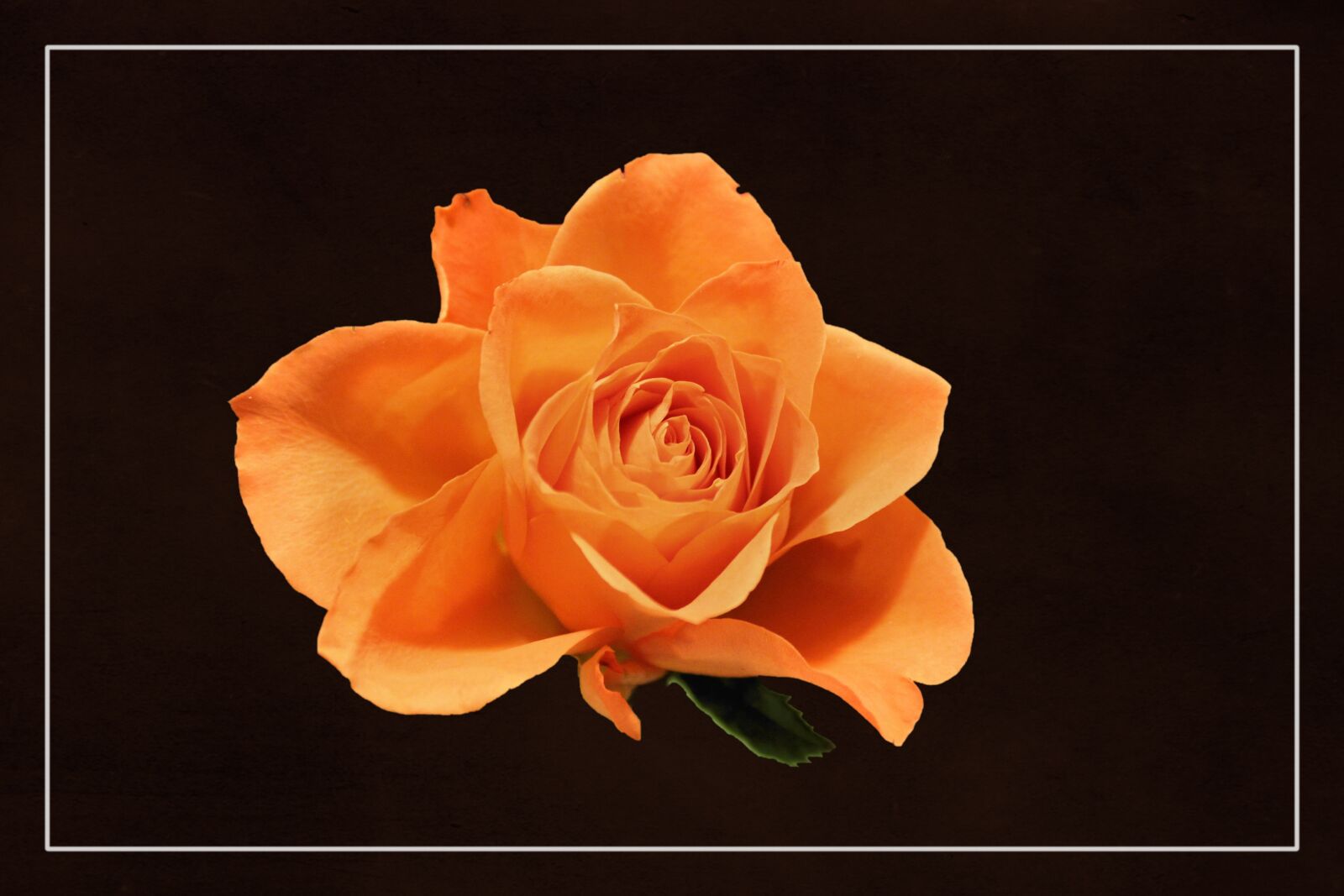 Canon EOS 600D (Rebel EOS T3i / EOS Kiss X5) sample photo. Rose, floribunda, rose bloom photography