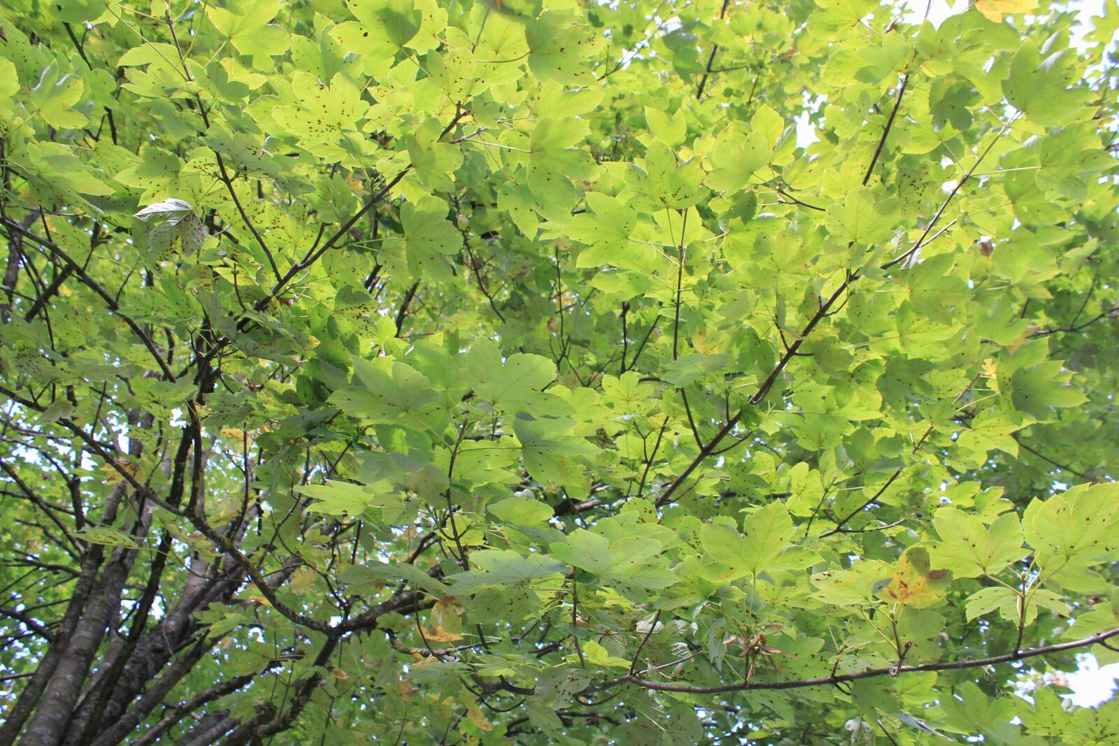 Canon EOS 550D (EOS Rebel T2i / EOS Kiss X4) sample photo. Tree, leaves, summer photography