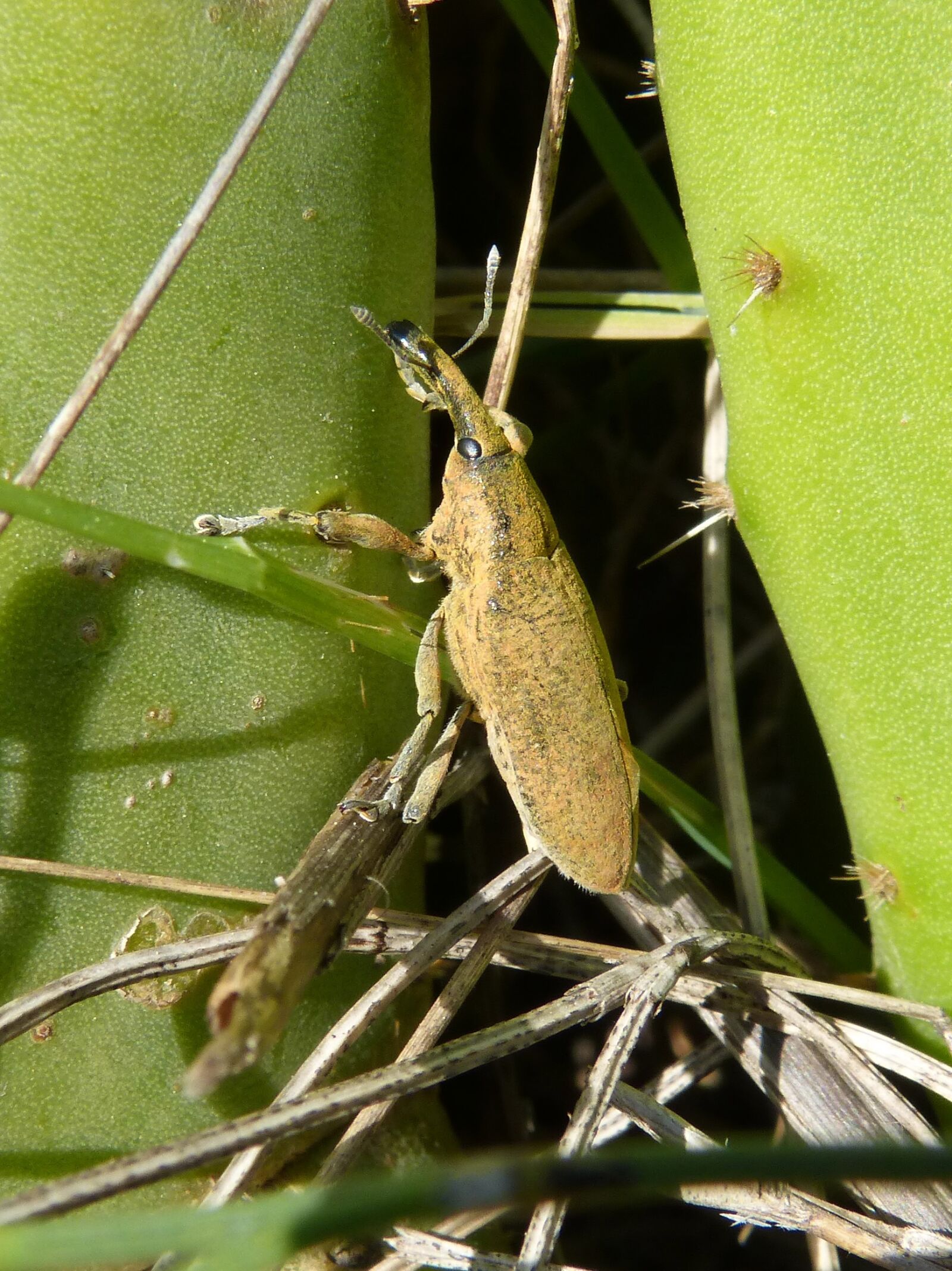 Panasonic DMC-FZ62 sample photo. Lixus angustatus, lixus, beetle photography