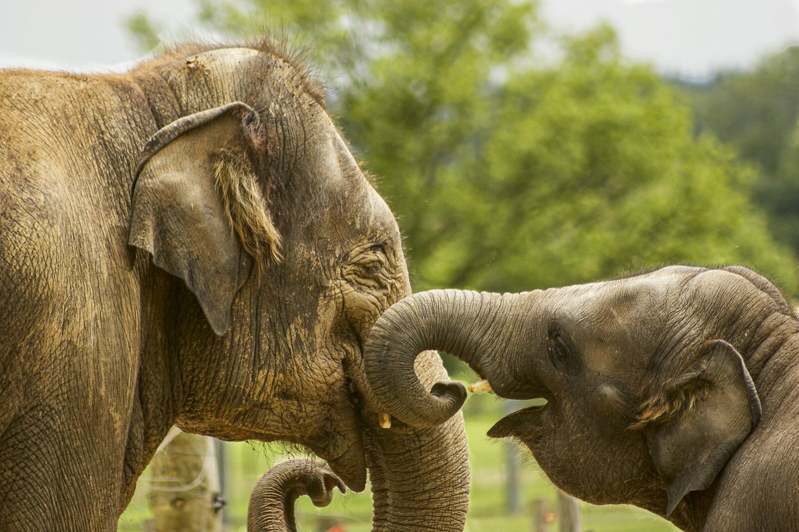 Canon EOS 20D sample photo. Baby elephant, close up photography