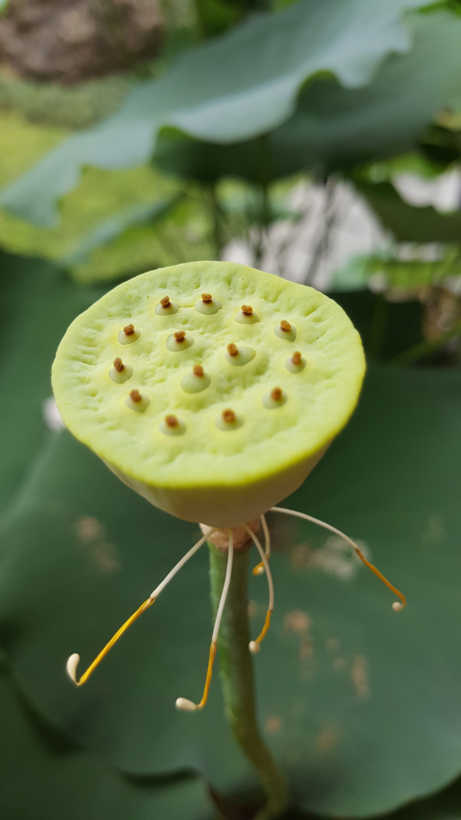 Samsung Galaxy Note5 sample photo. Green, lotus, nature photography