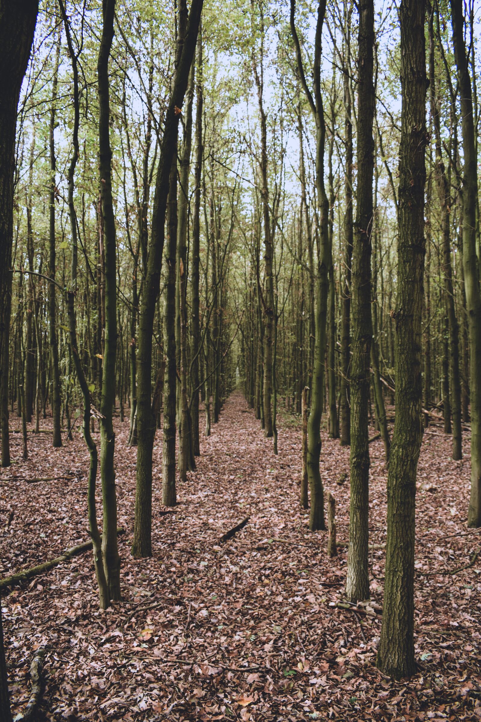 Nikon D3300 sample photo. Trees, all, forest photography