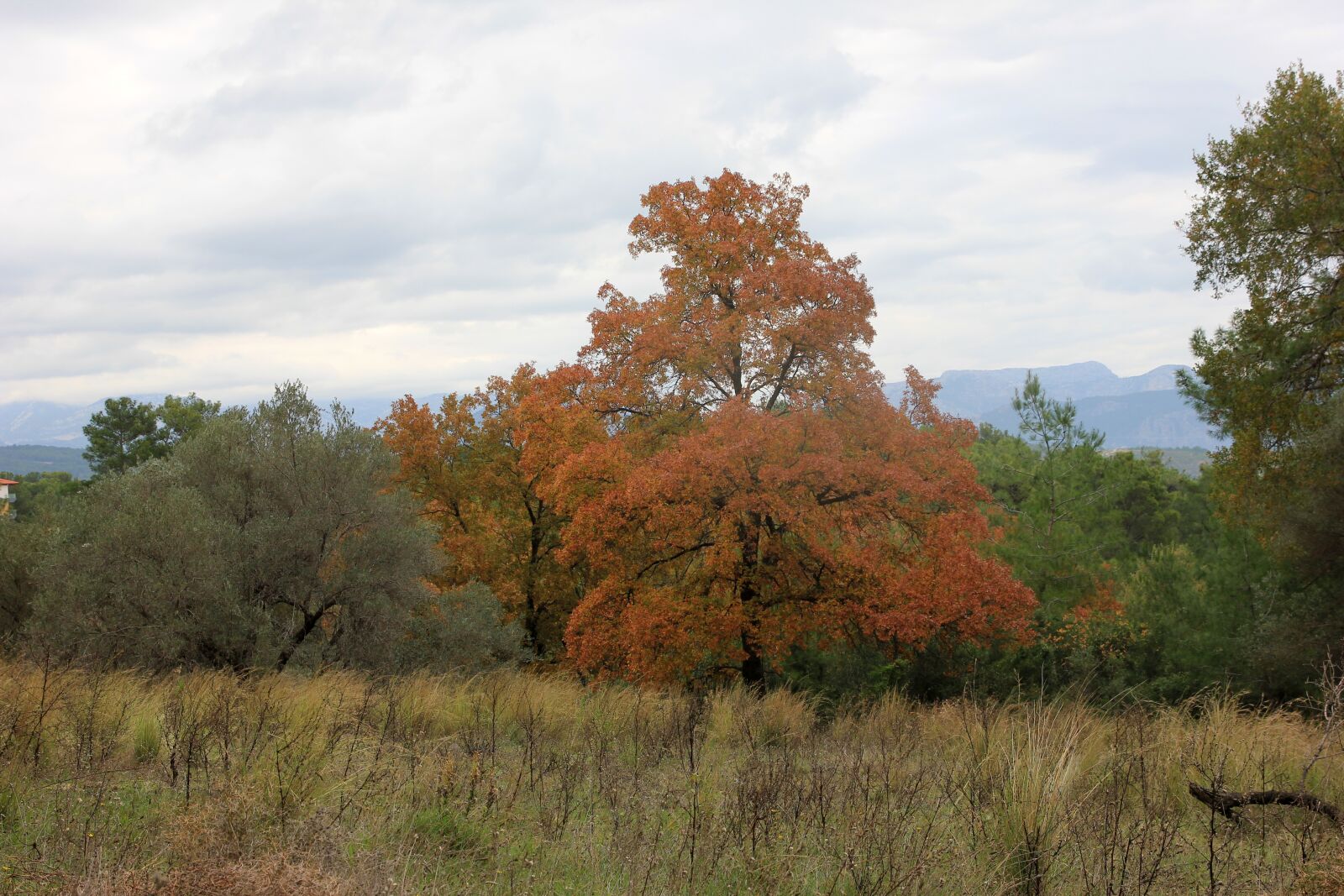 Canon EF 24-70mm F2.8L II USM sample photo. Tree, nature, landscape photography