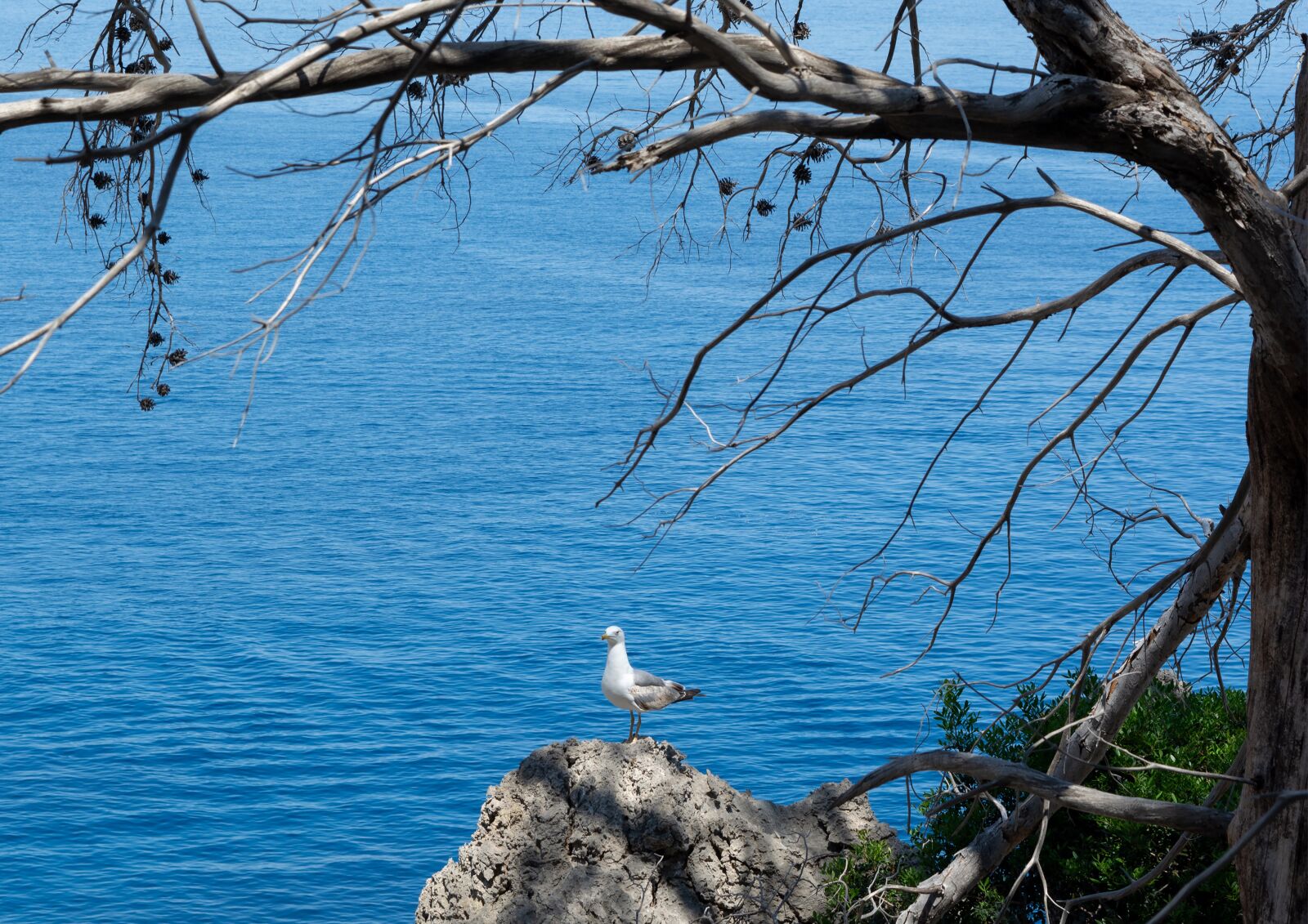 Nikon D5200 sample photo. Nature, animal, water photography