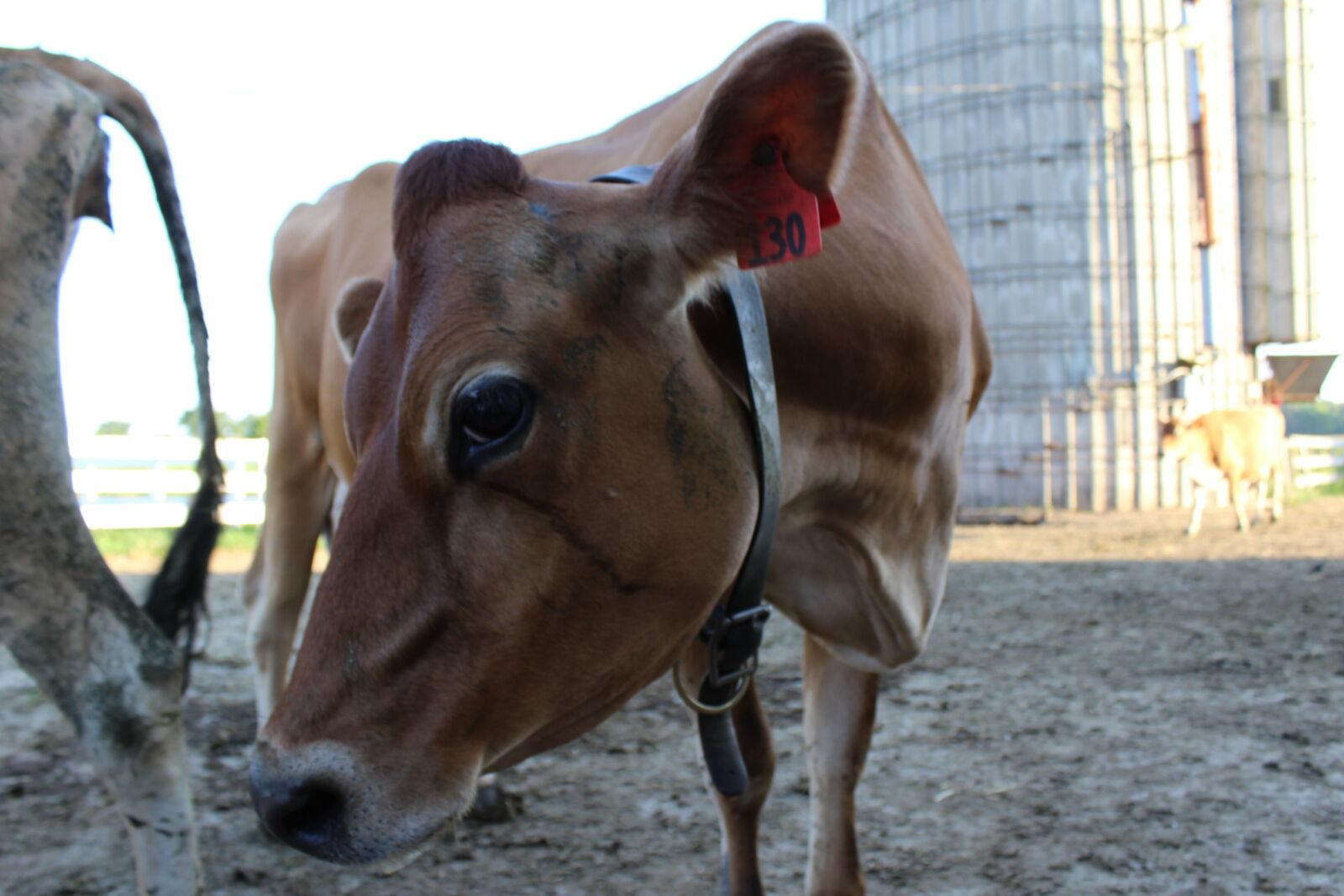 Canon EOS 1200D (EOS Rebel T5 / EOS Kiss X70 / EOS Hi) sample photo. Cow, dairy, farm photography
