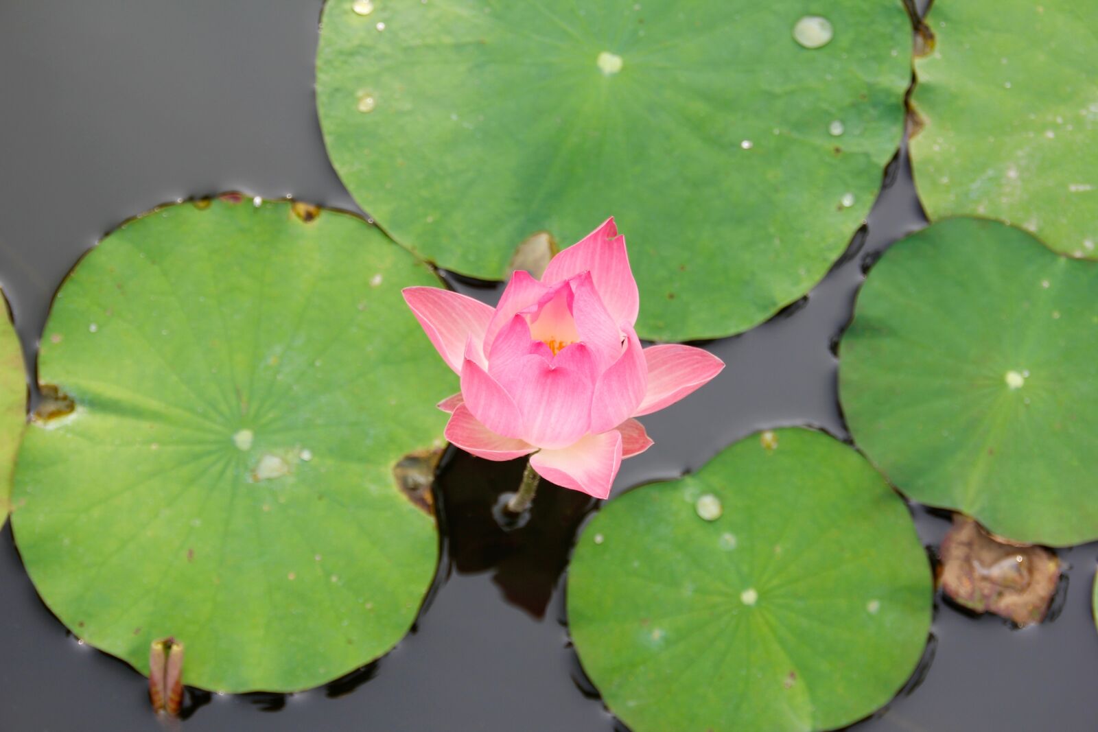 Canon EOS 60D sample photo. Water lily, pink, blossomed photography