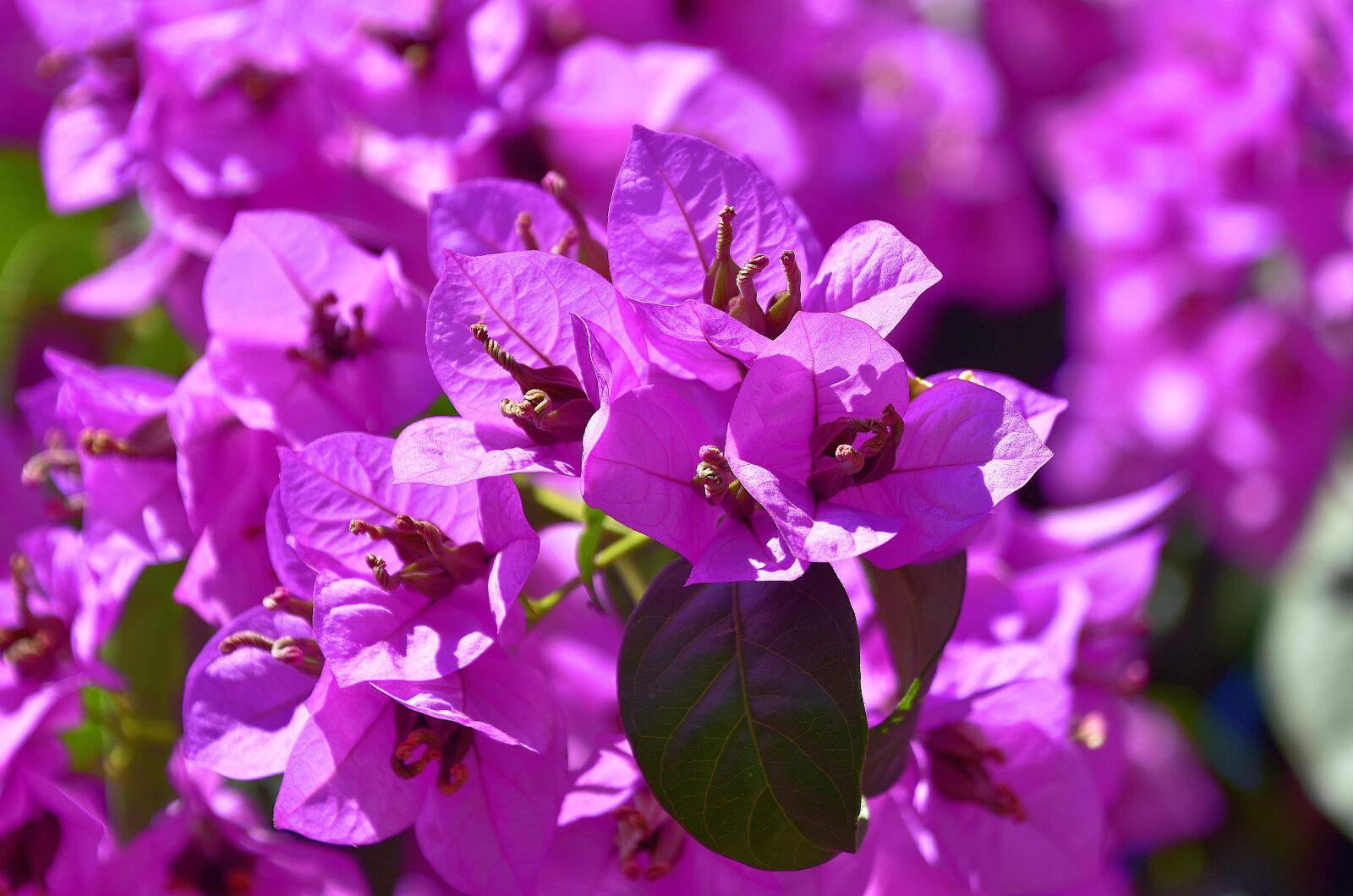 Nikon D7200 sample photo. Flower, garden, petals photography