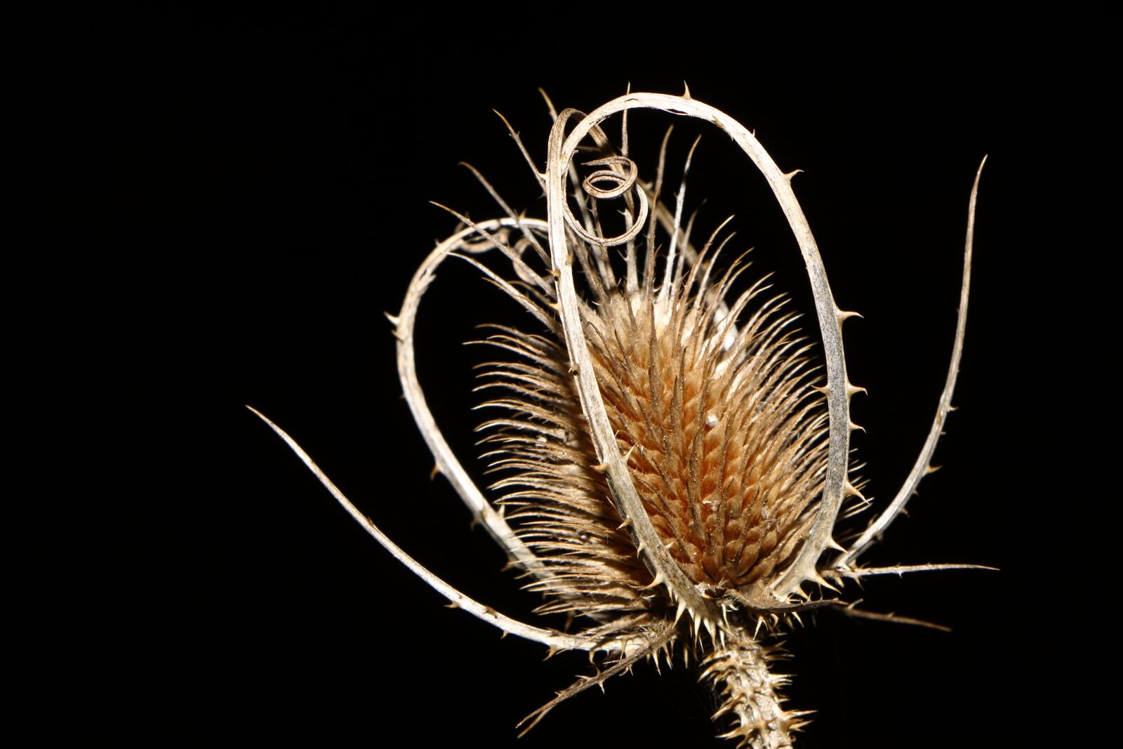 Canon EOS 70D + Canon EF-S 18-135mm F3.5-5.6 IS STM sample photo. Teasel, plant, thistle photography