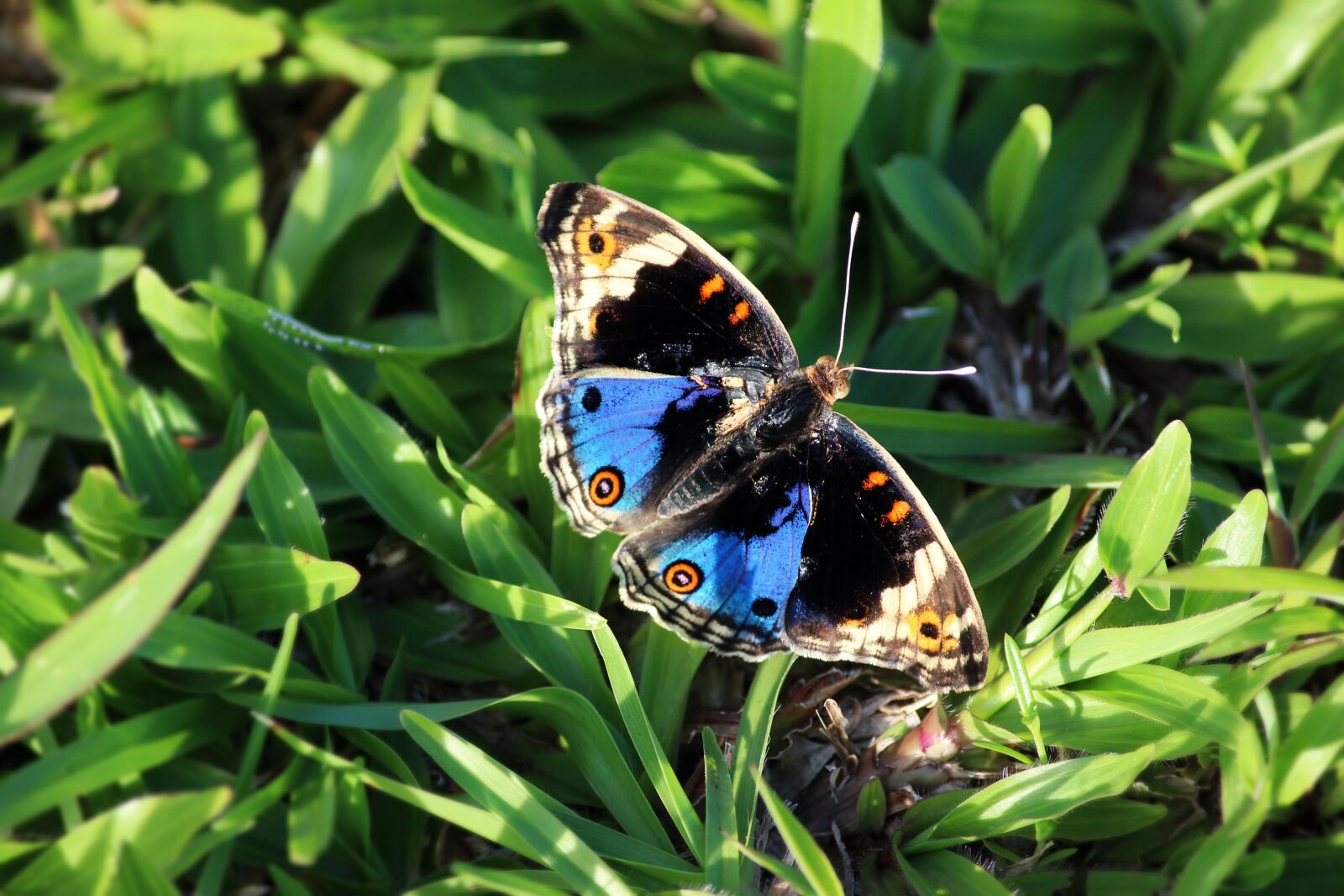 Canon EOS 600D (Rebel EOS T3i / EOS Kiss X5) sample photo. Butterfly, macro, insect photography