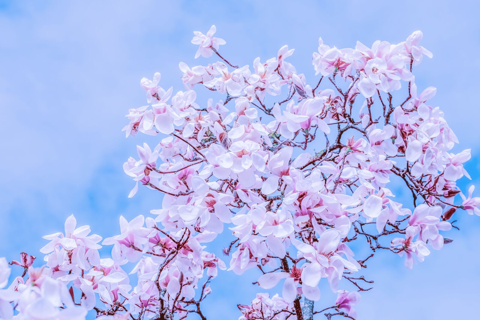 Fujifilm XF 55-200mm F3.5-4.8 R LM OIS sample photo. Tulip magnolia, tree, branch photography