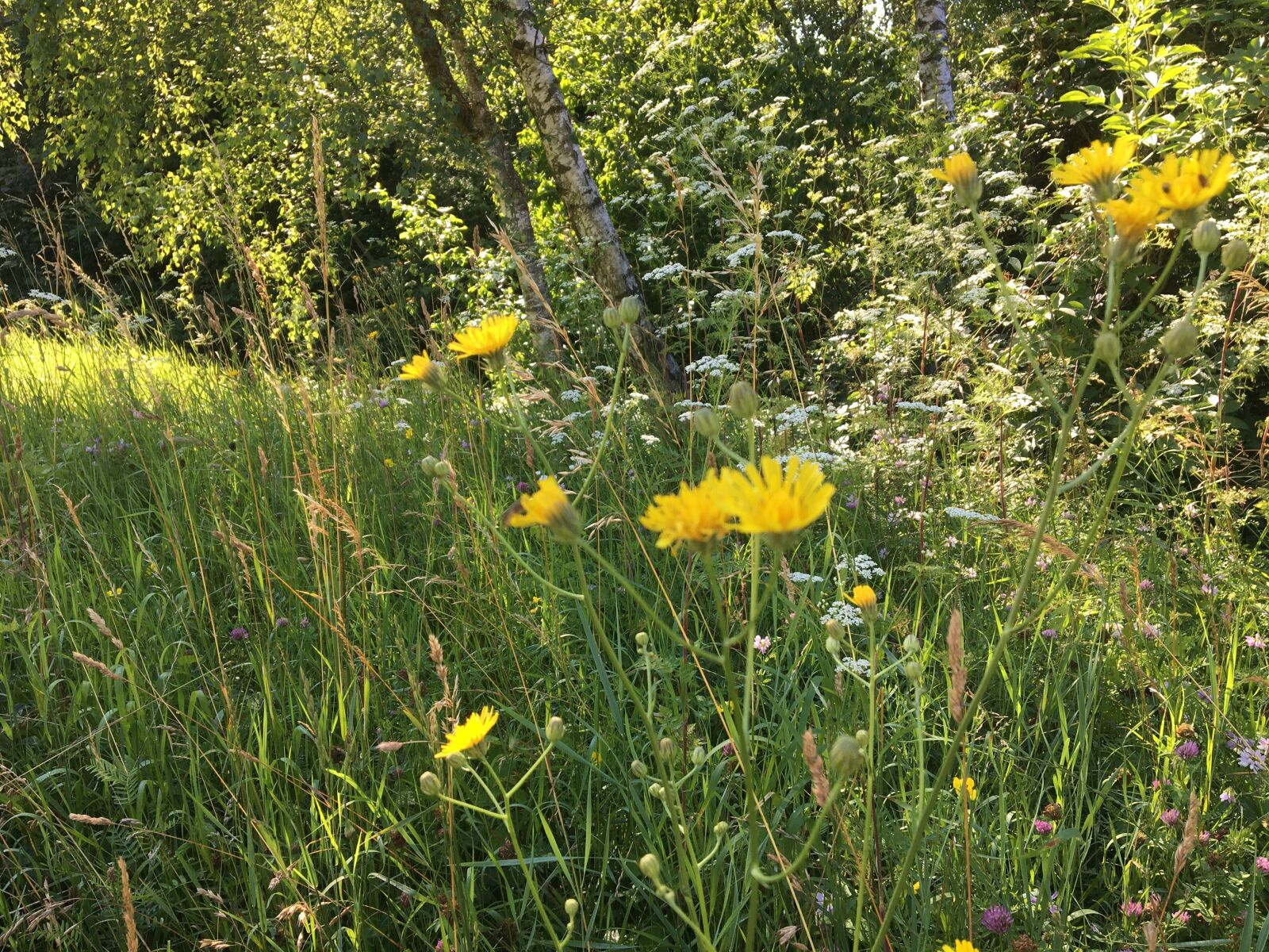 iPhone 6s back camera 4.15mm f/2.2 sample photo. Flower, meadow, summer photography