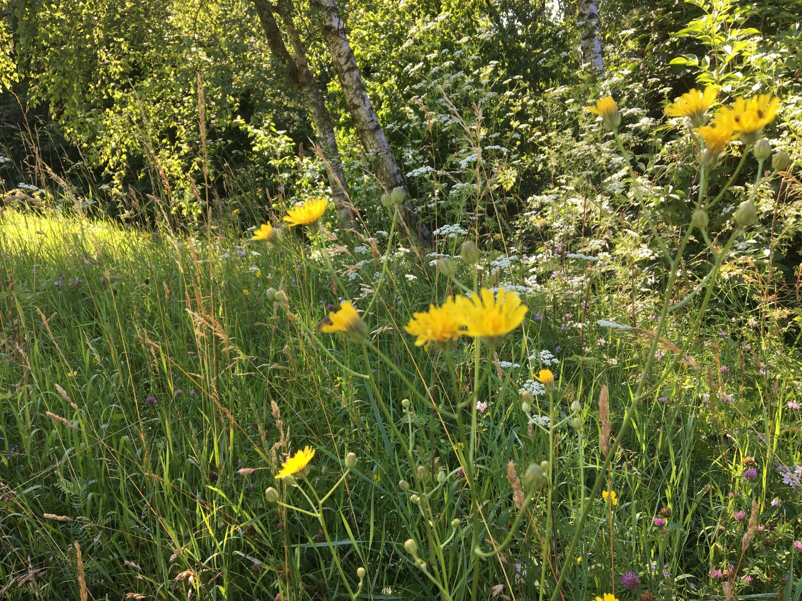 Apple iPhone 6s sample photo. Flower, meadow, summer photography