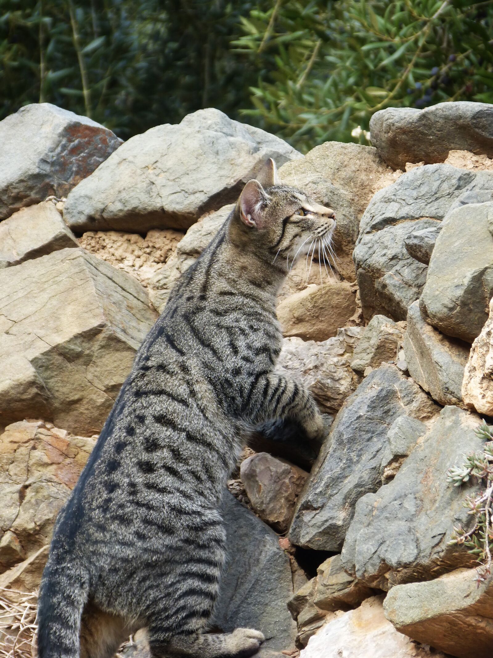 Panasonic DMC-FZ62 sample photo. Cat, stalking, climb photography