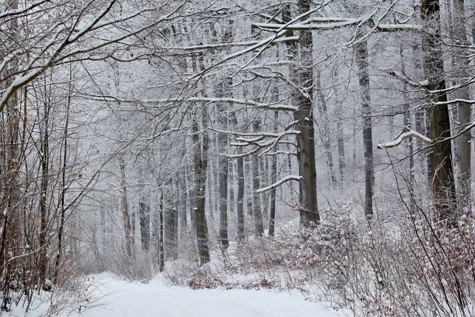 Nikon D3300 sample photo. Snow, forest, winter photography