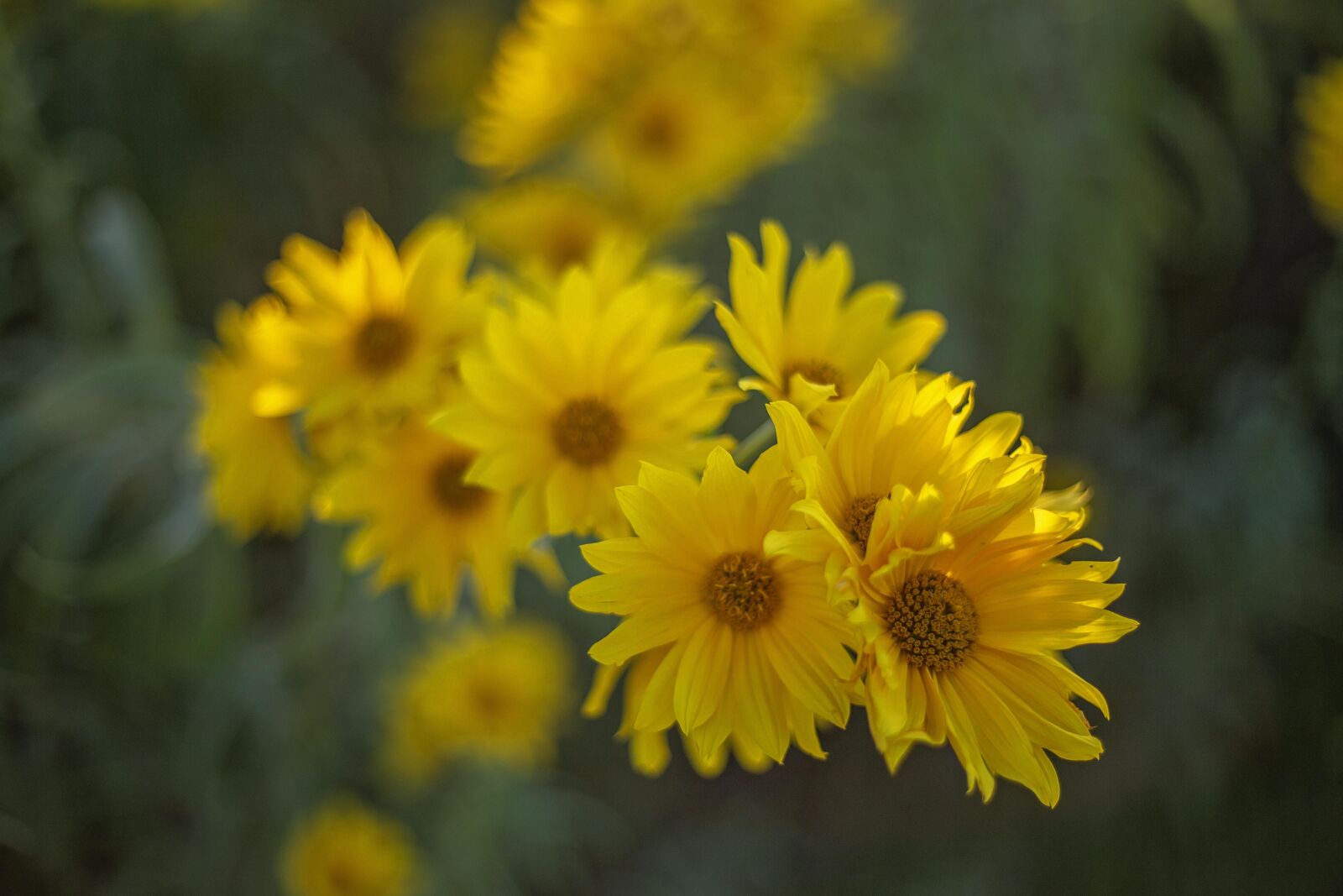 Canon EOS 6D + Canon EF 50mm F1.8 STM sample photo. Yellow flower, fresh, ascent photography