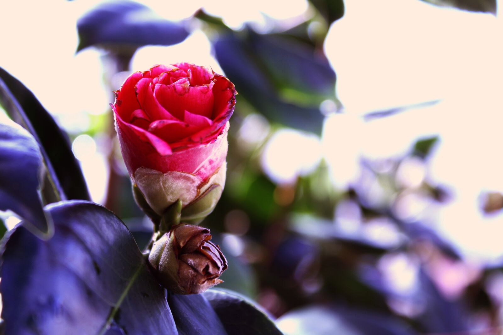 Canon EOS 1300D (EOS Rebel T6 / EOS Kiss X80) sample photo. Flower, nature, plant photography