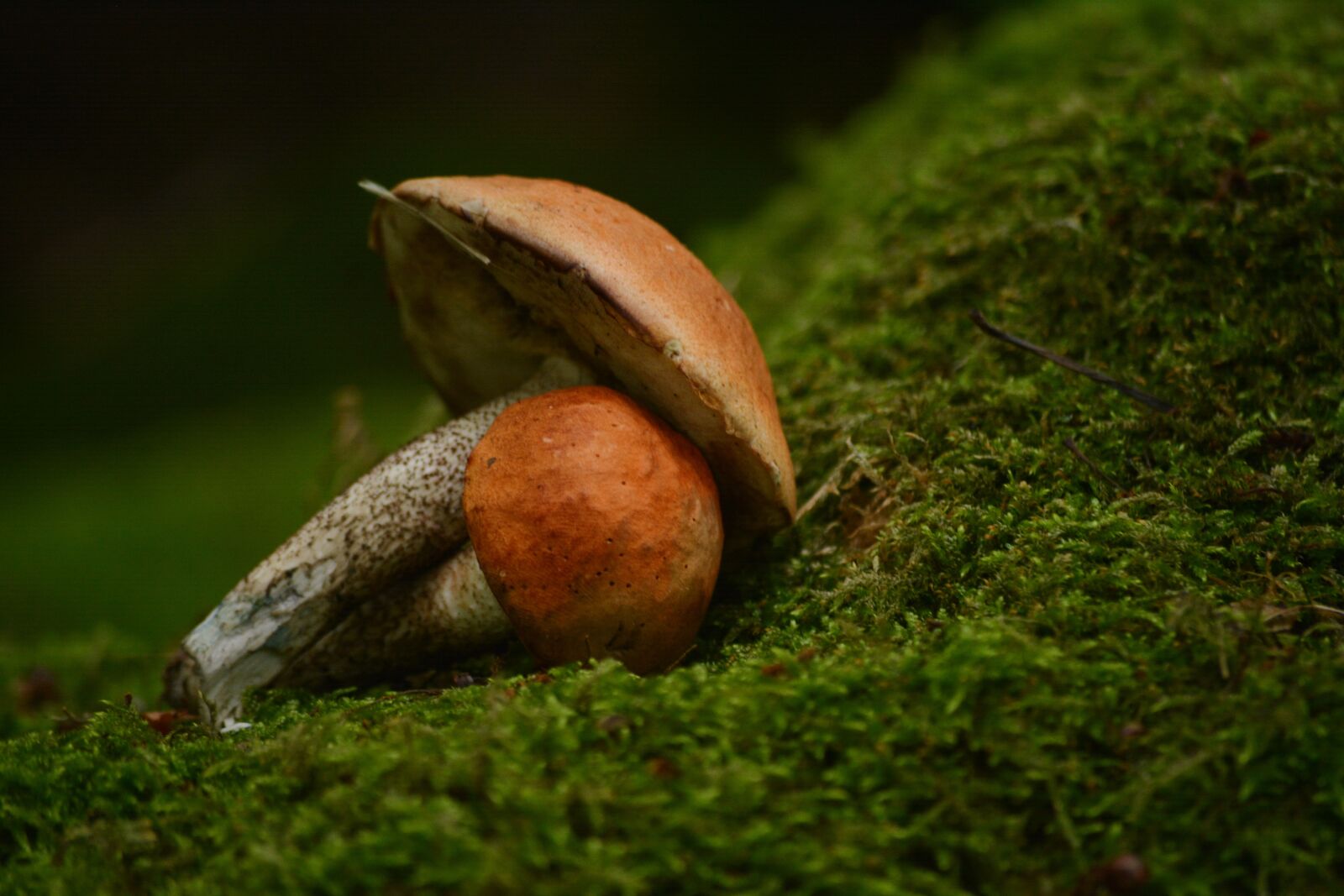 Nikon D7100 sample photo. Mushroom, forest, nature photography