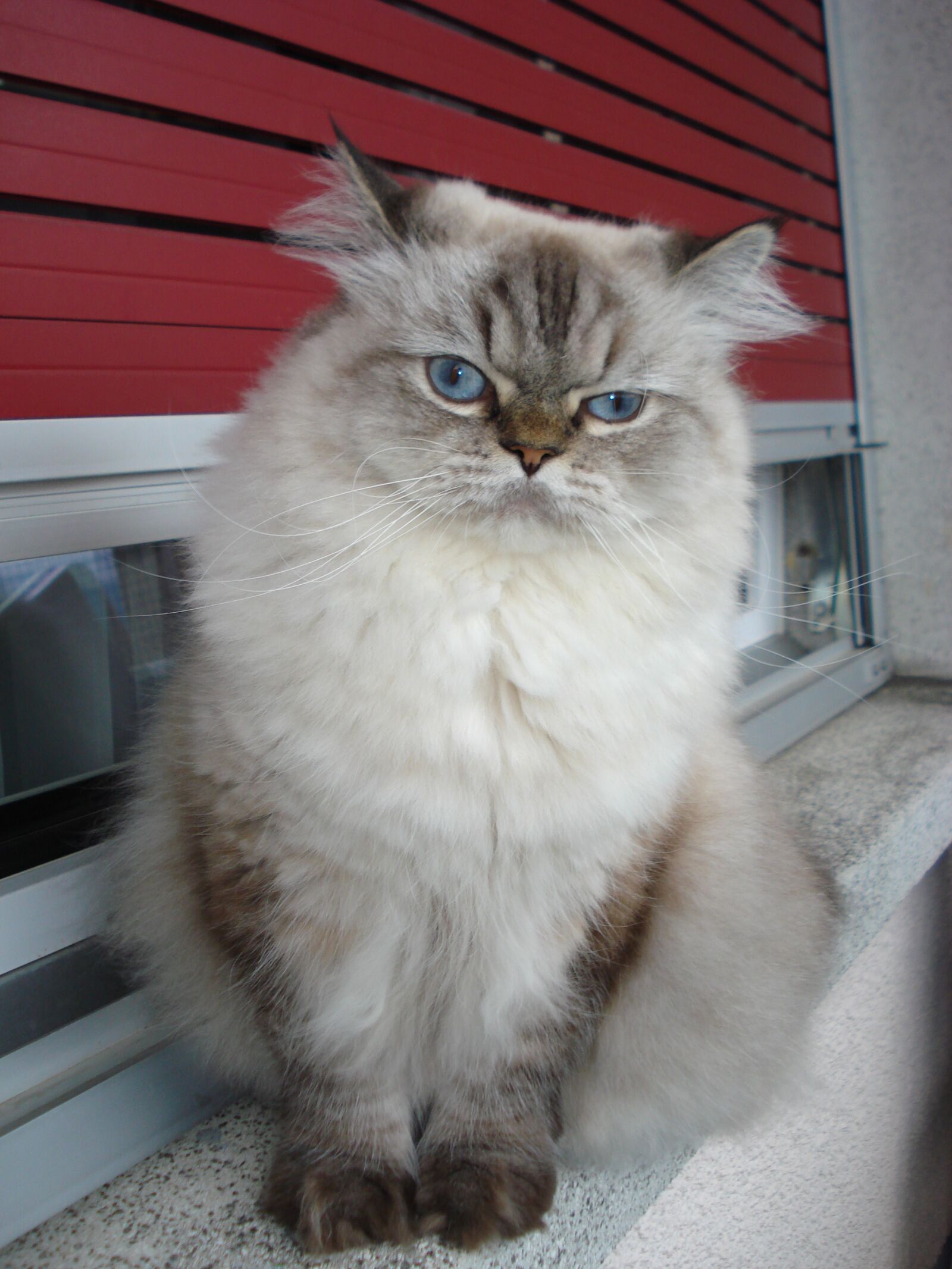Sony DSC-W55 sample photo. Cat, persian, blue eyes photography