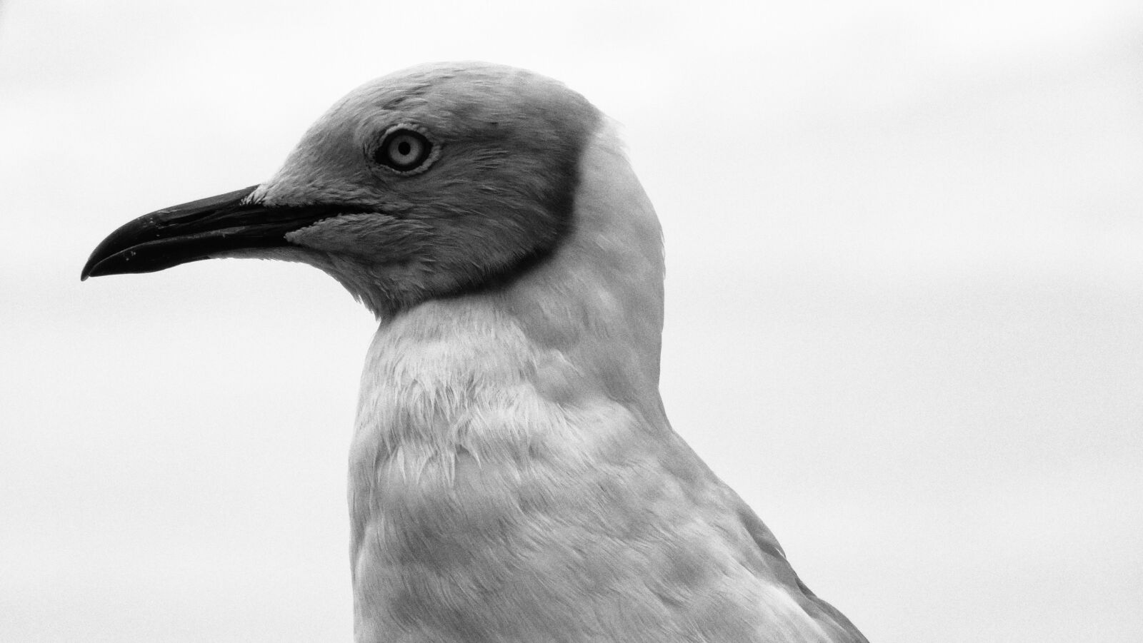 Sony Cyber-shot DSC-HX300 sample photo. Seagull, stern, mean photography