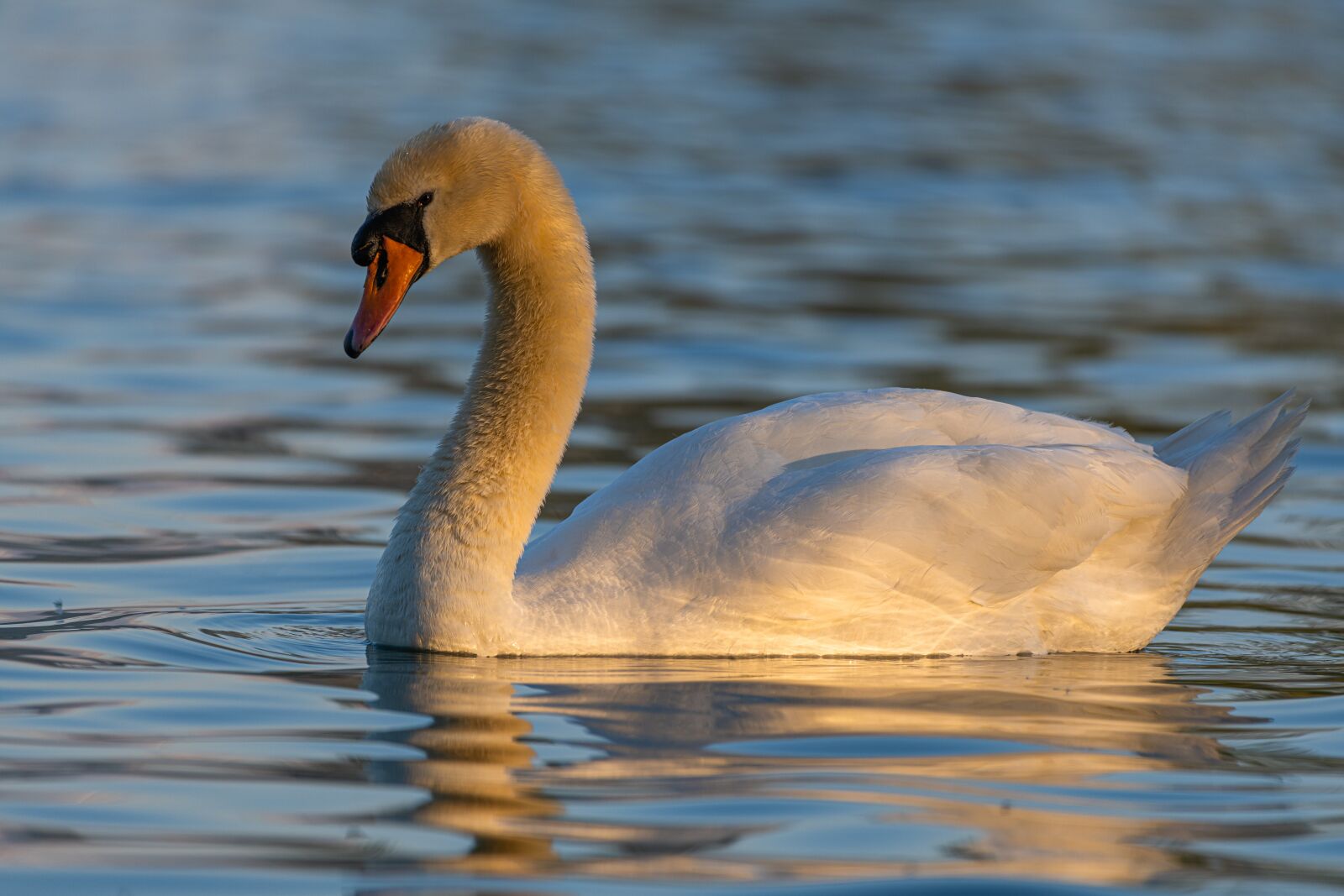 Nikon Z7 sample photo. Swan, morning light, water photography