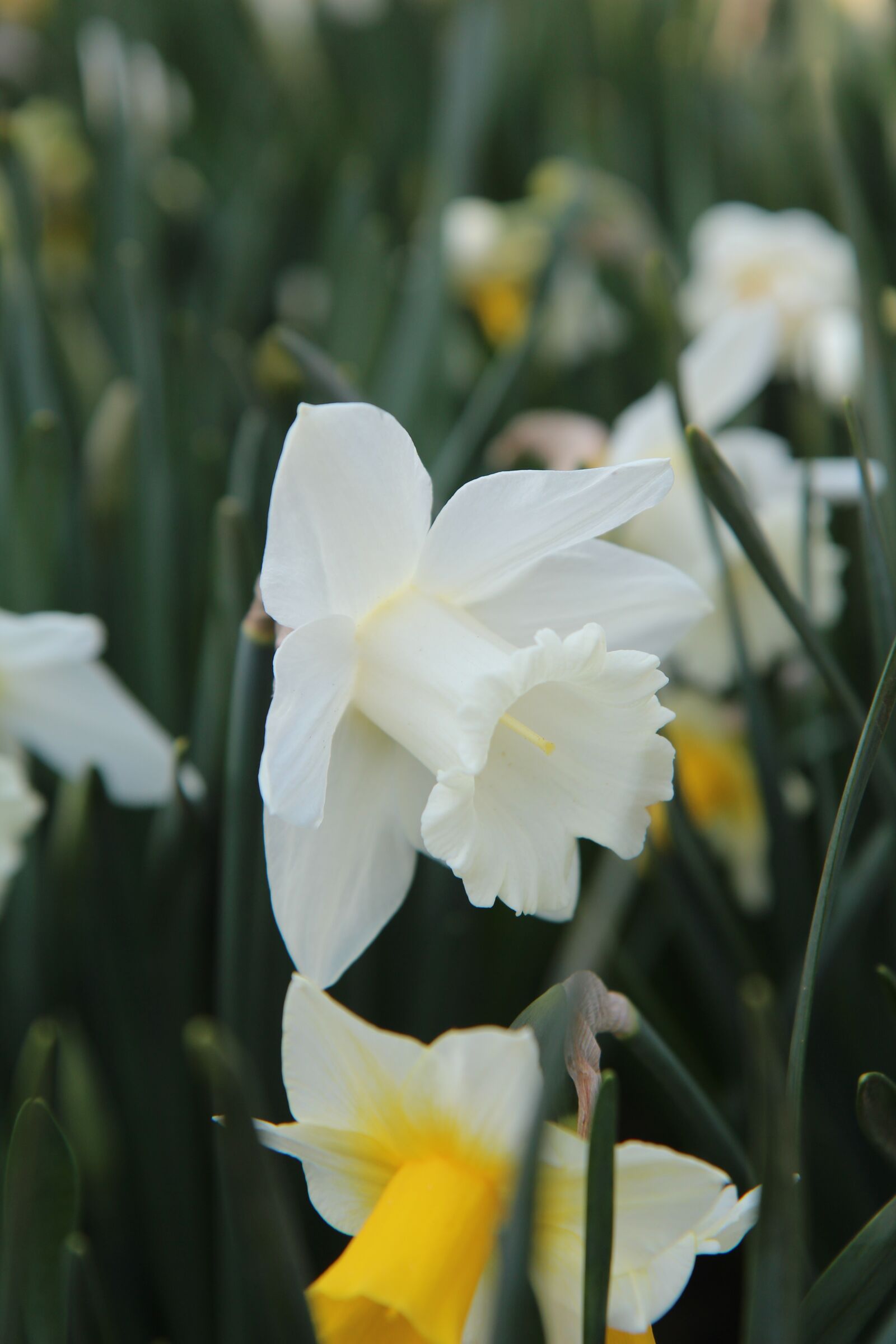 Canon EOS 600D (Rebel EOS T3i / EOS Kiss X5) sample photo. Narcissus, narcissus white, spring photography