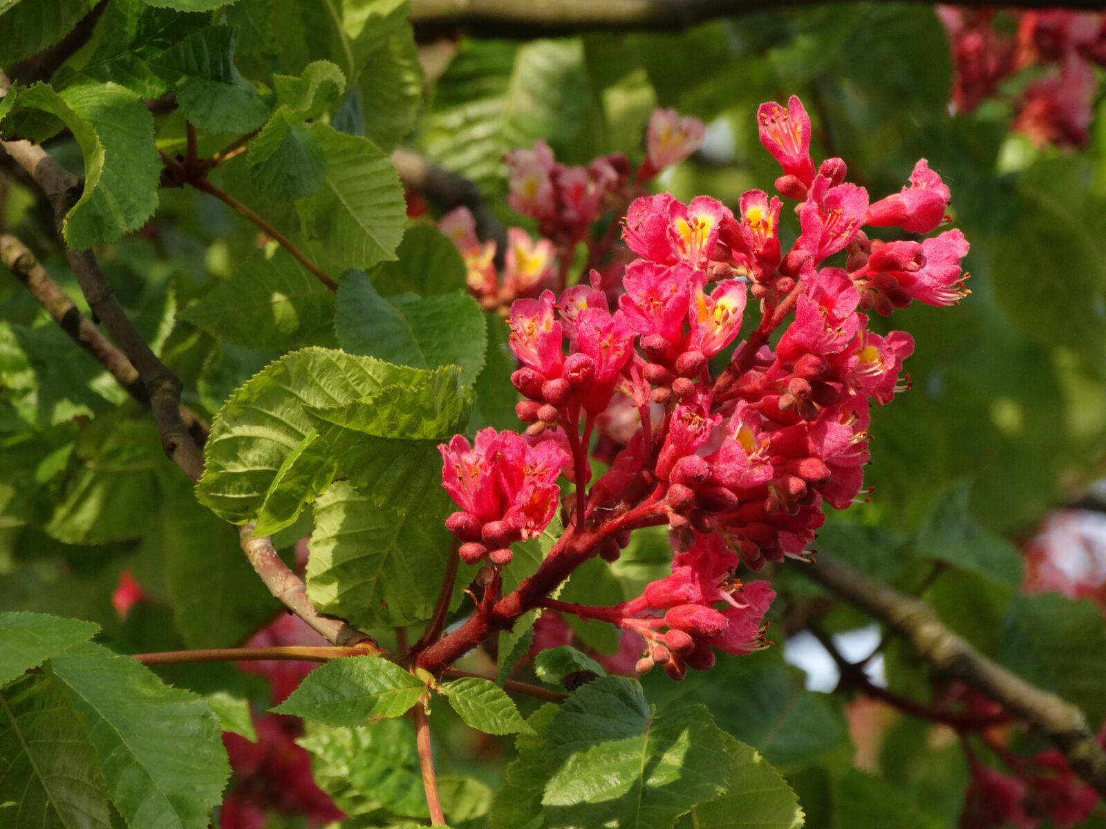 Sony Cyber-shot DSC-HX300 sample photo. Chestnut, flowers, spring photography