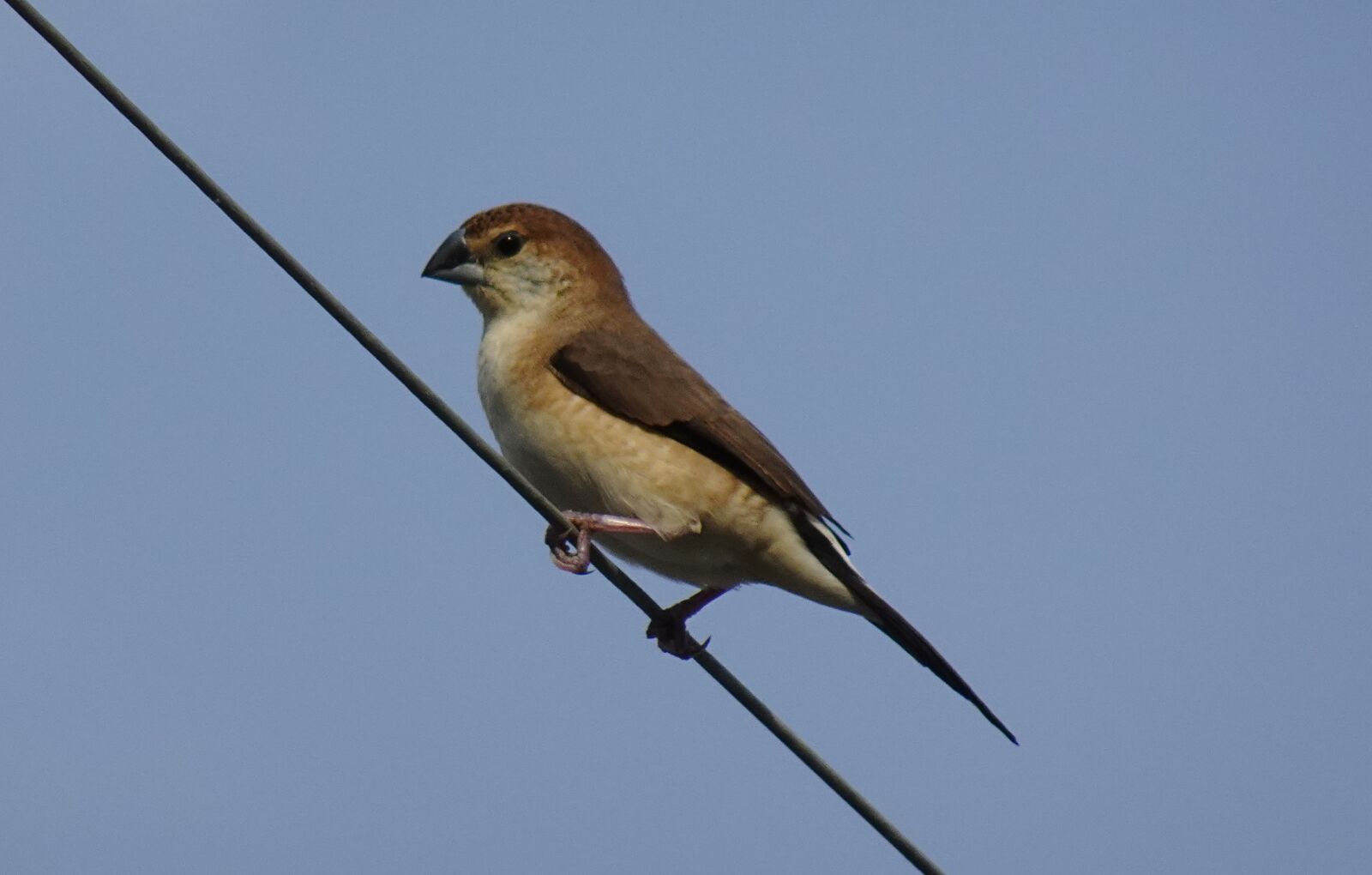 Sony DSC-WX800 sample photo. Bird, indian silverbill, white-throated photography
