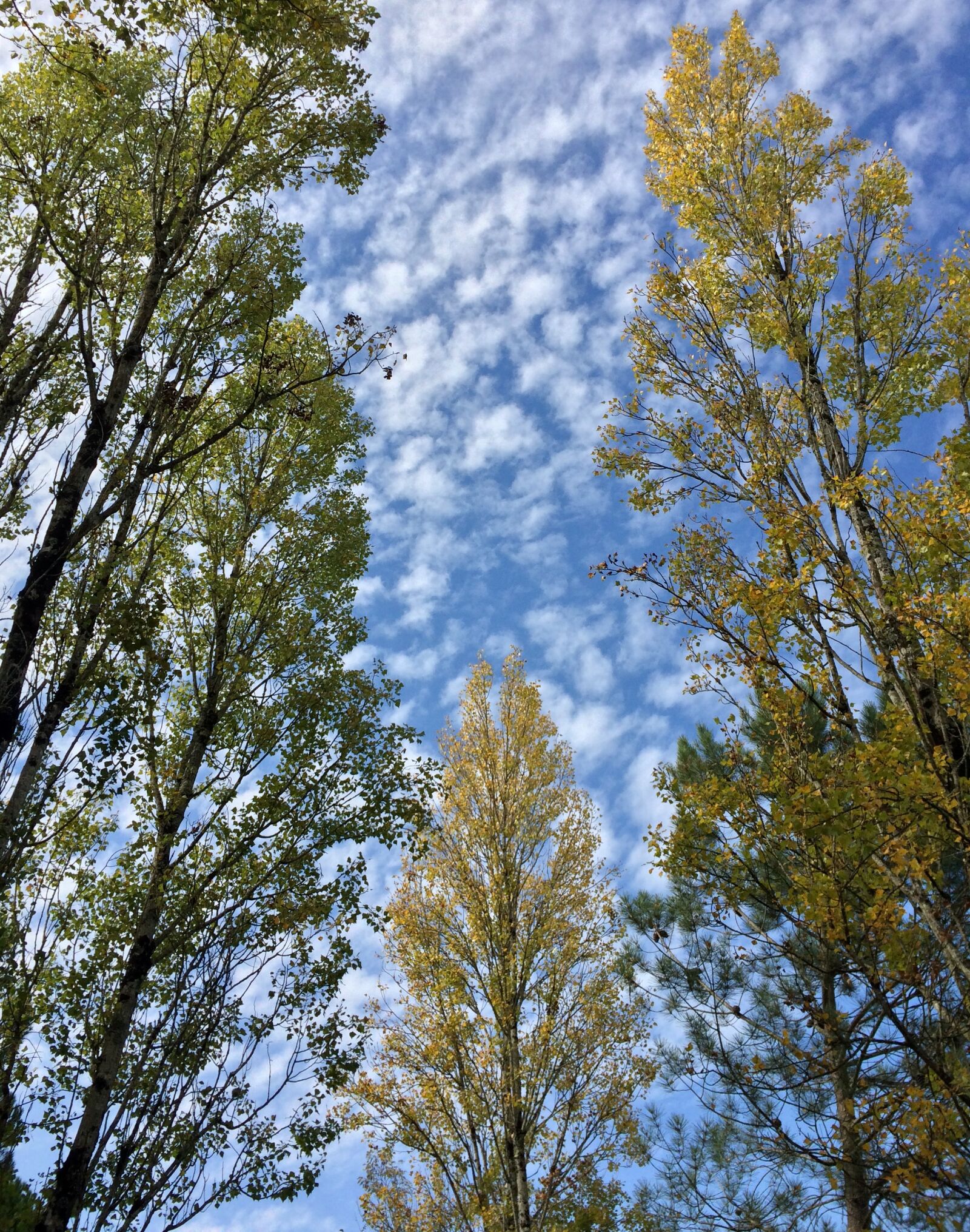 iPhone 5s back camera 4.15mm f/2.2 sample photo. Alley, blue, skies, blue photography