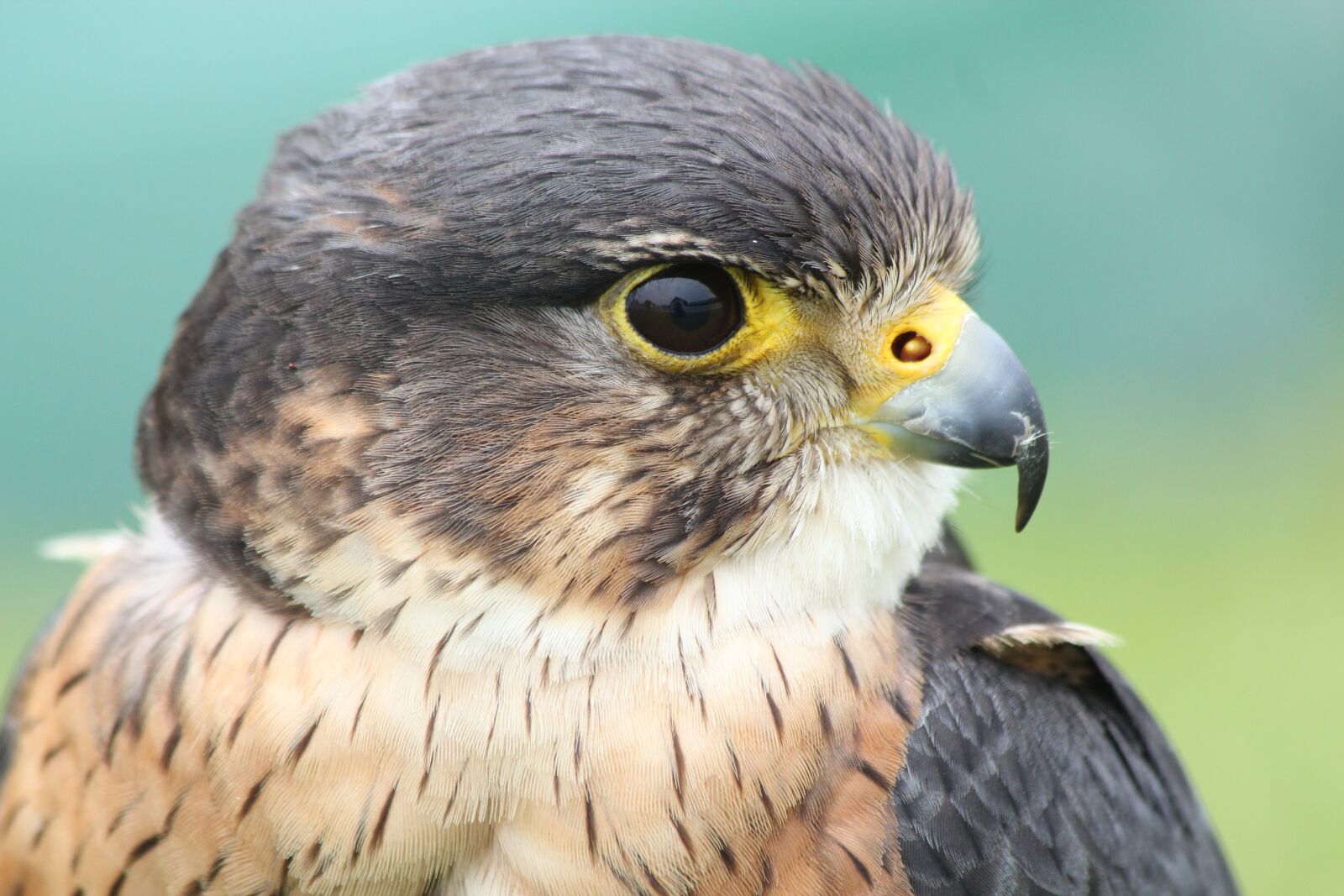 Canon EOS 550D (EOS Rebel T2i / EOS Kiss X4) sample photo. Falcon, bird, prey photography