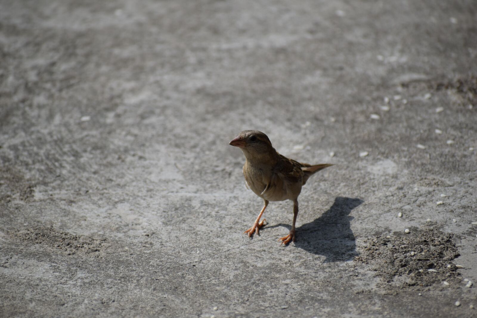 Nikon D3300 sample photo. Bird, sparrow, nature photography