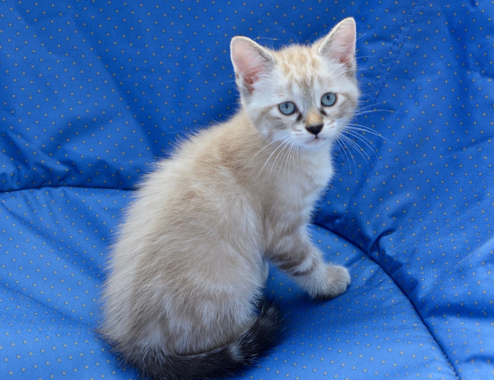 Nikon D5200 sample photo. Kitten, blue eyes, feline photography