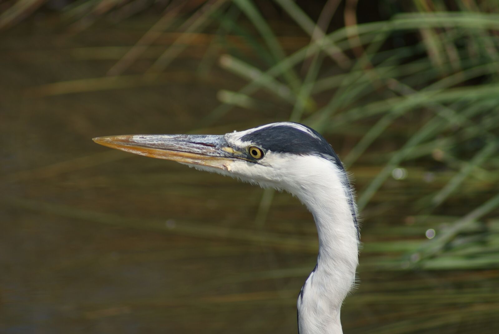 Sony Alpha DSLR-A230 sample photo. Heron, bird, hunting photography