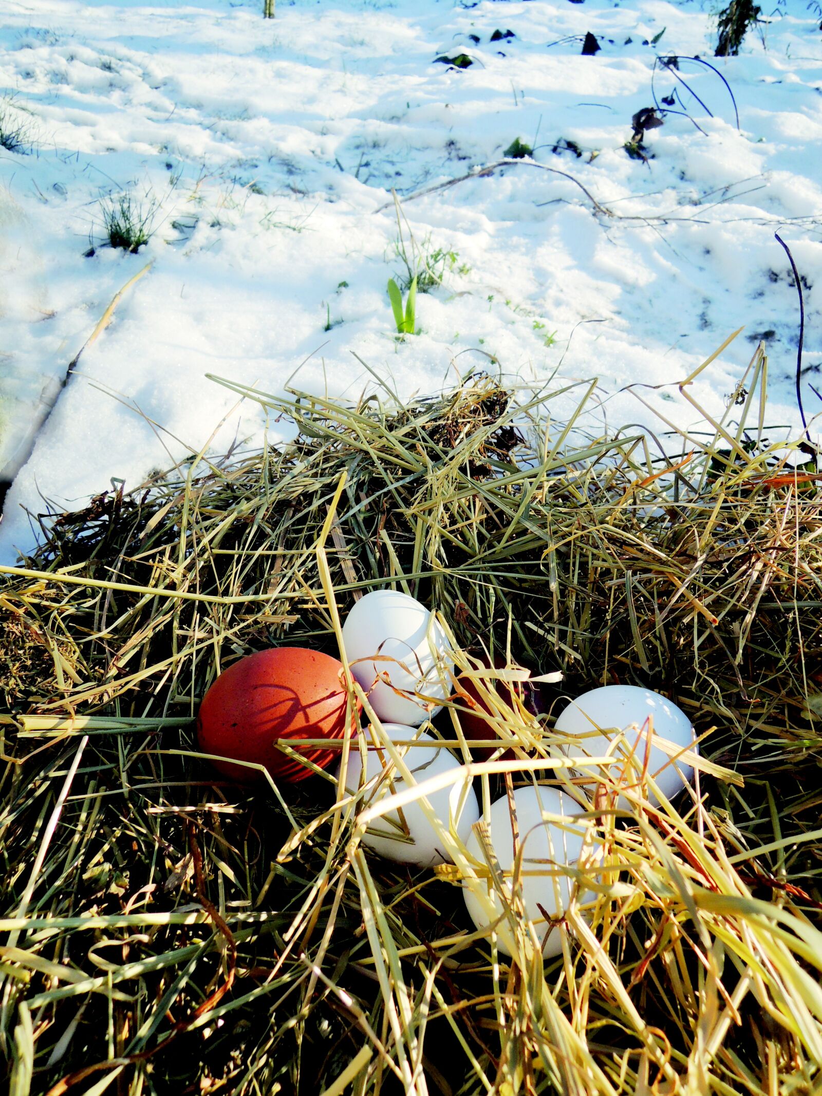 Nikon Coolpix P310 sample photo. Eggs, straw, snow photography
