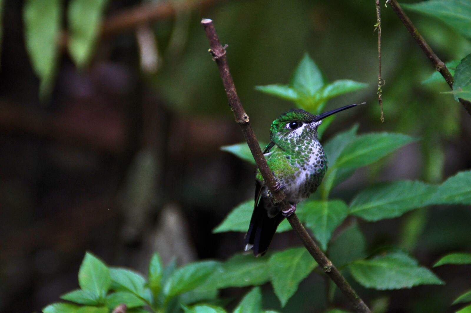 Nikon D5000 sample photo. Animal world, bird, nature photography