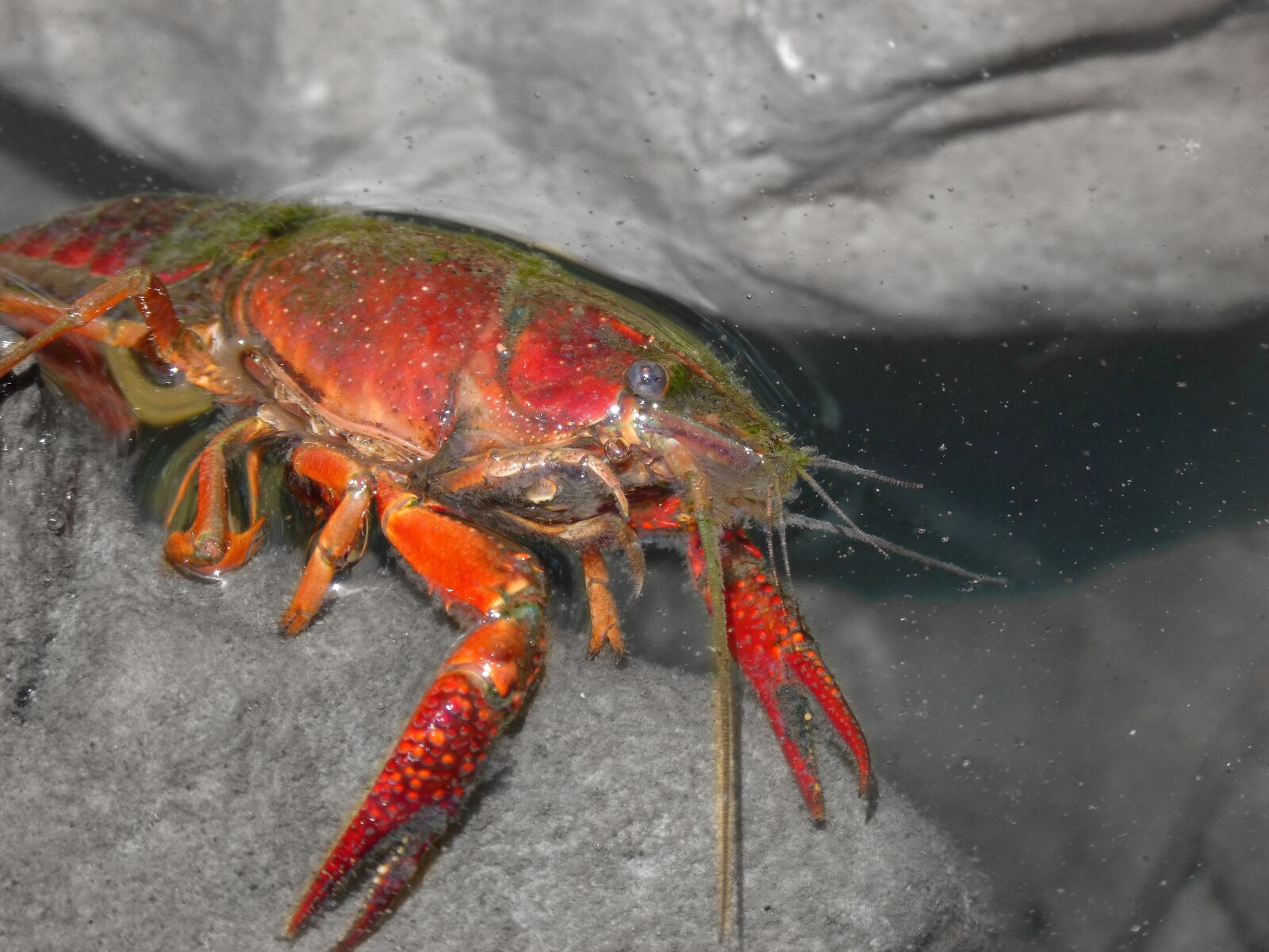 Panasonic DMC-FZ62 sample photo. American crab, crayfish, rocks photography