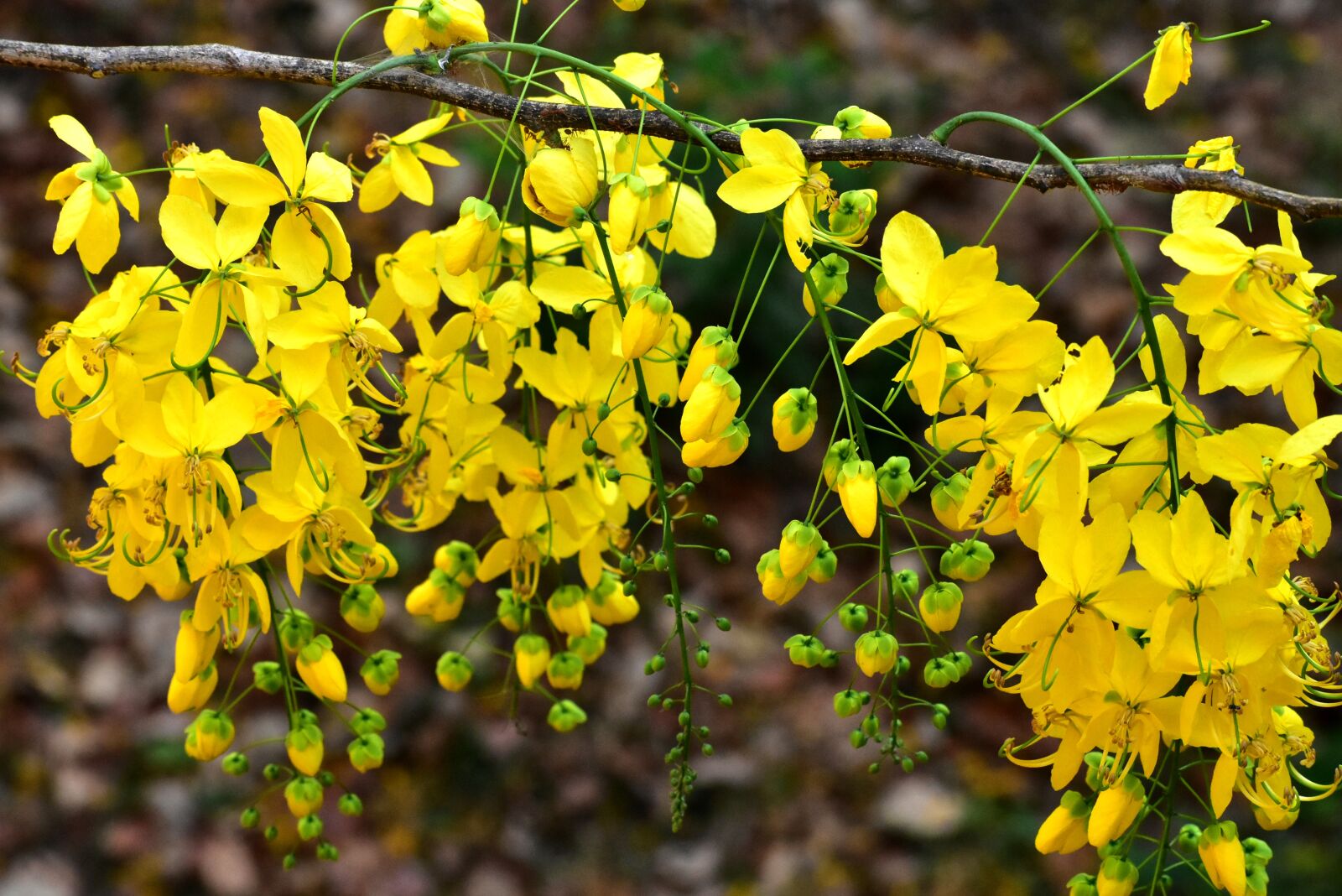 Nikon D3400 sample photo. Golden shower, nature, summer photography