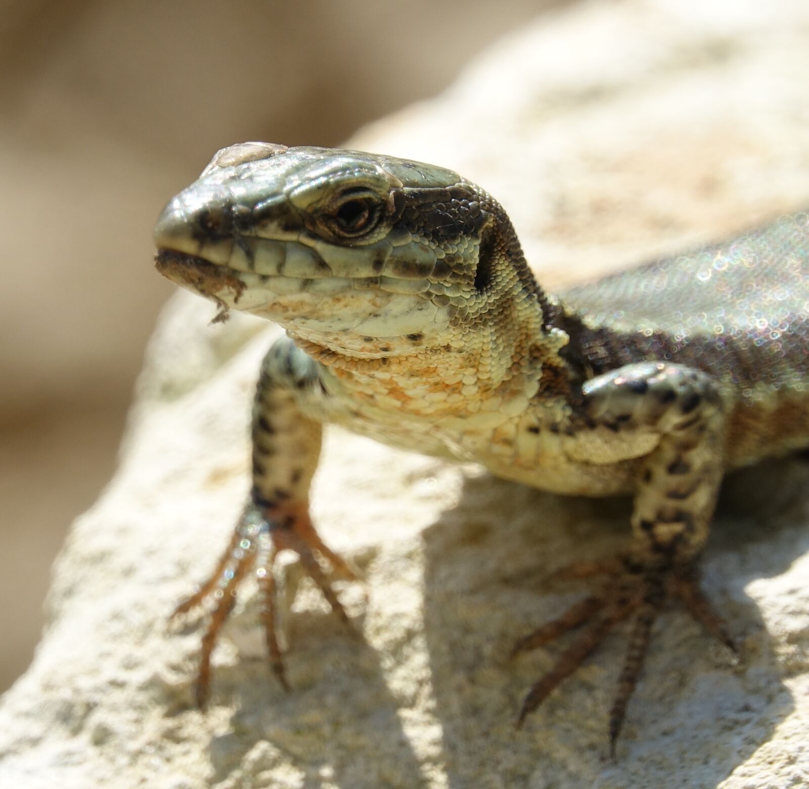 Sony Cyber-shot DSC-RX10 III sample photo. Reptile, fauna, animal photography